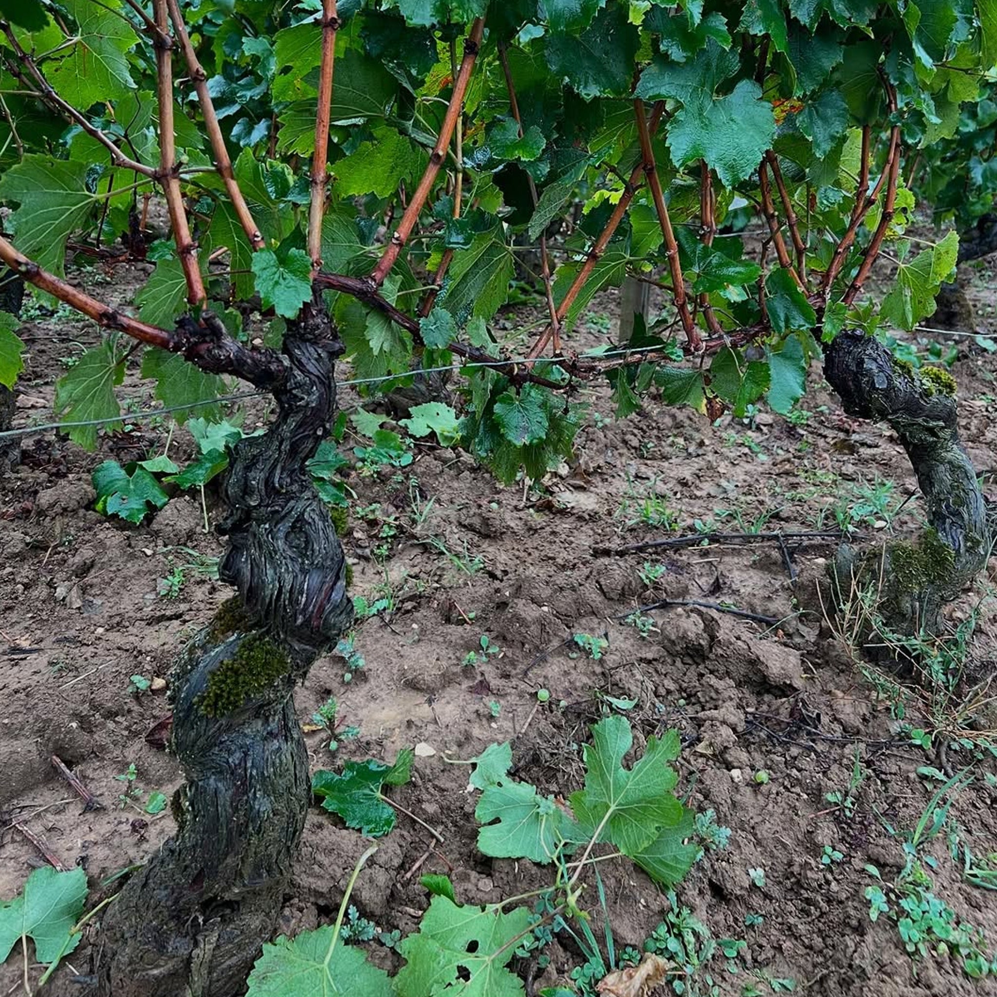 Domaine Henri & Philippe Jouan Chambolle Musigny Vieilles Vignes 2023