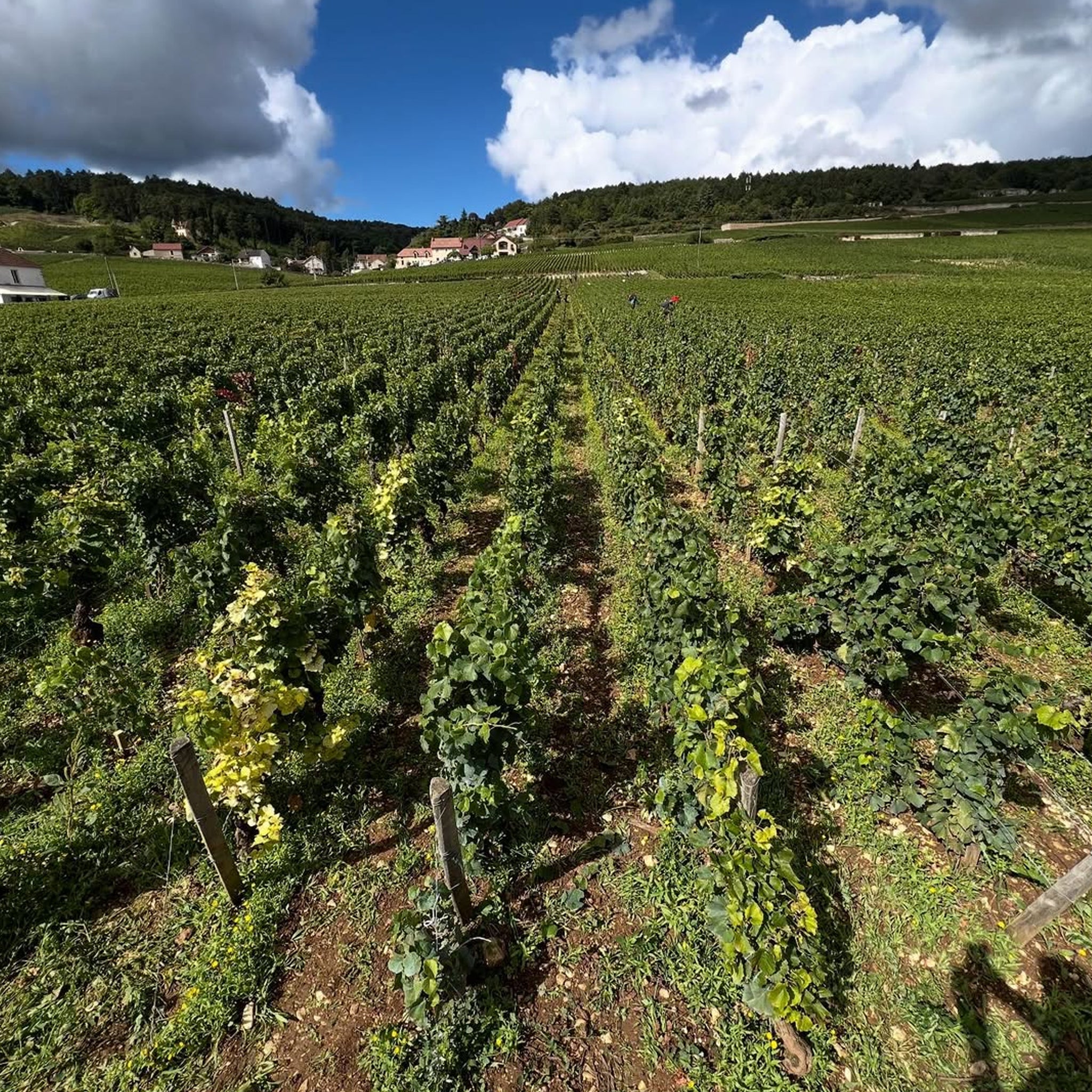 Domaine Henri & Philippe Jouan Chambolle Musigny Vieilles Vignes 2023