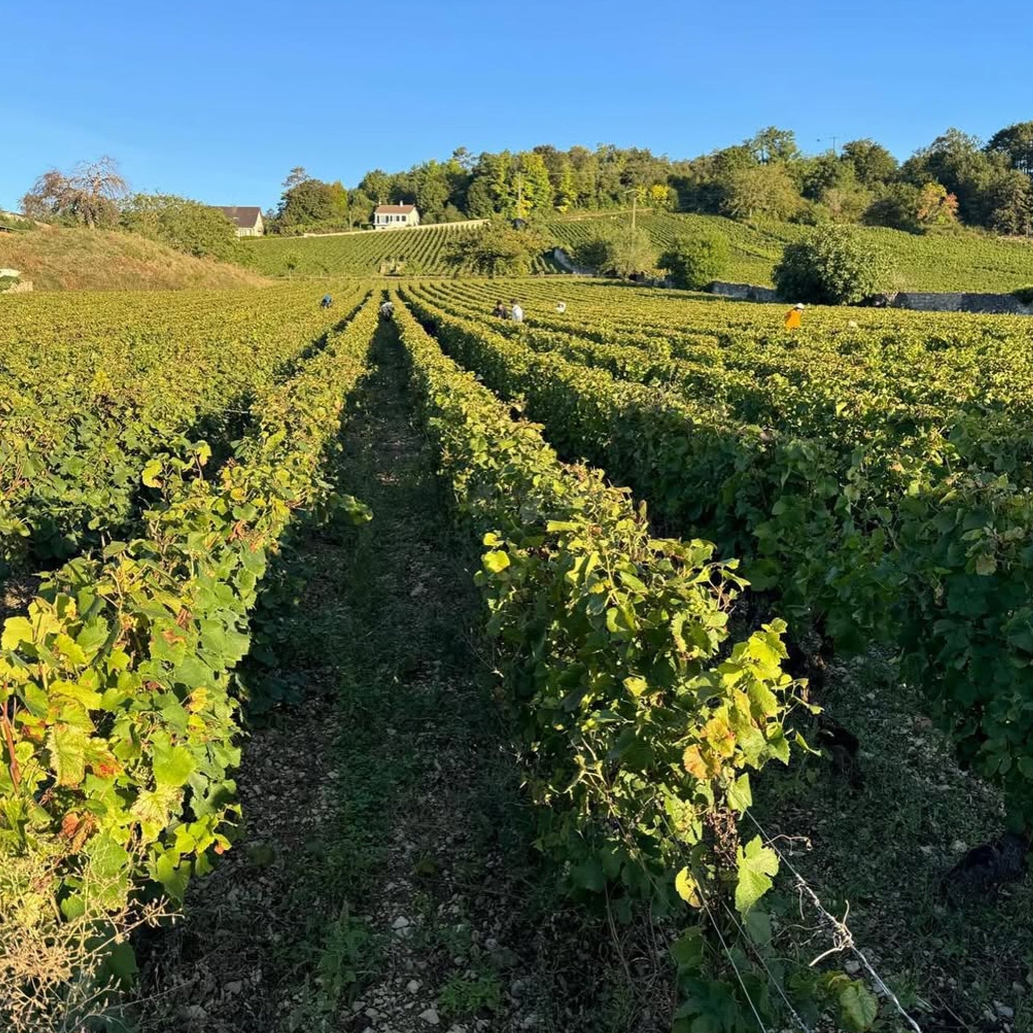 Domaine Marquis d'Angerville Volnay 1er Cru Taillepieds 2022