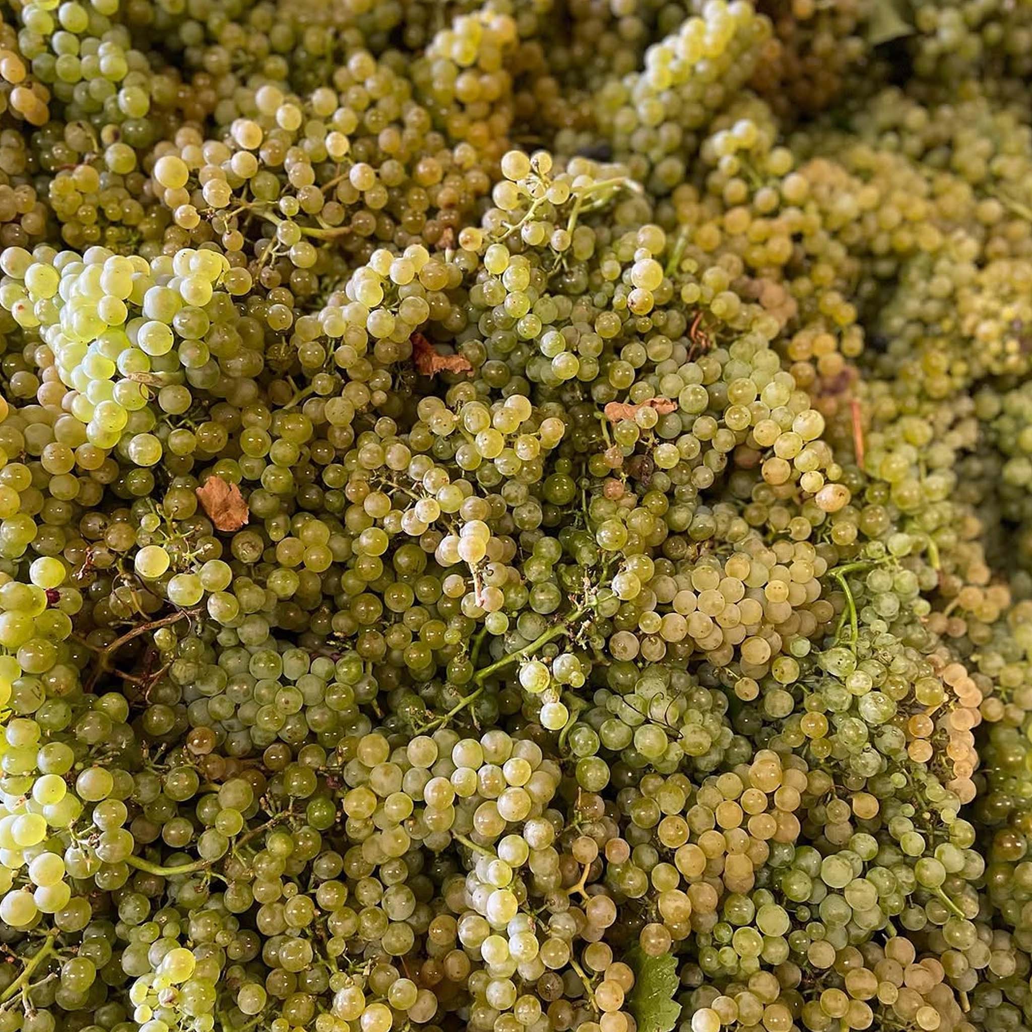 Domaine Matrot Puligny Montrachet Chalumeaux 1er Cru 2023