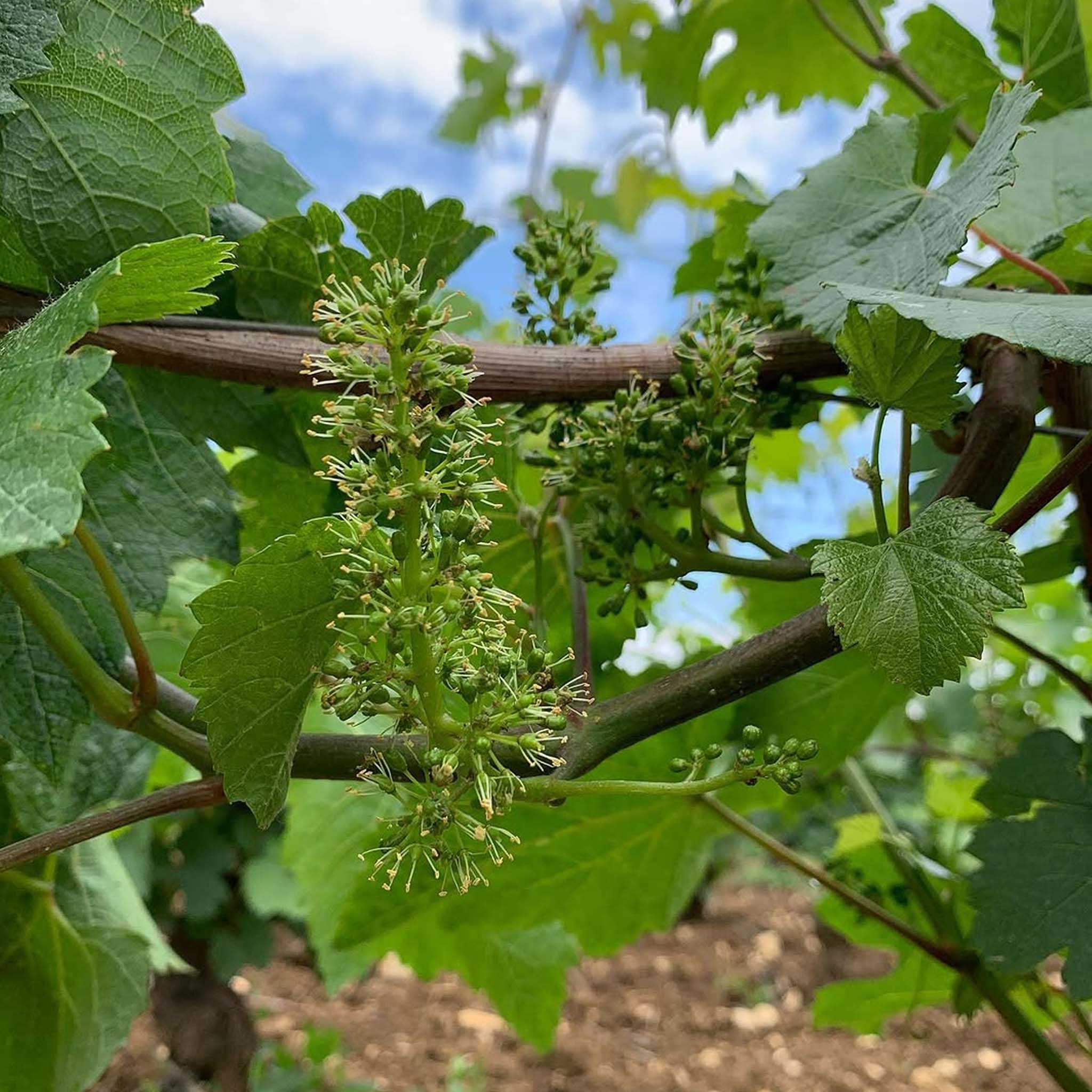 Domaine Matrot Puligny Montrachet Chalumeaux 1er Cru 2023