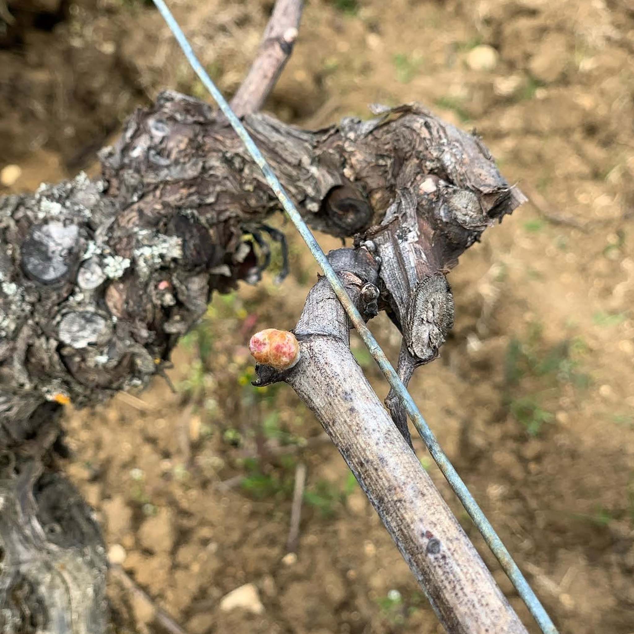 Domaine Matrot Blagny 1er Cru La Pièce Sous le Bois Rouge 2023
