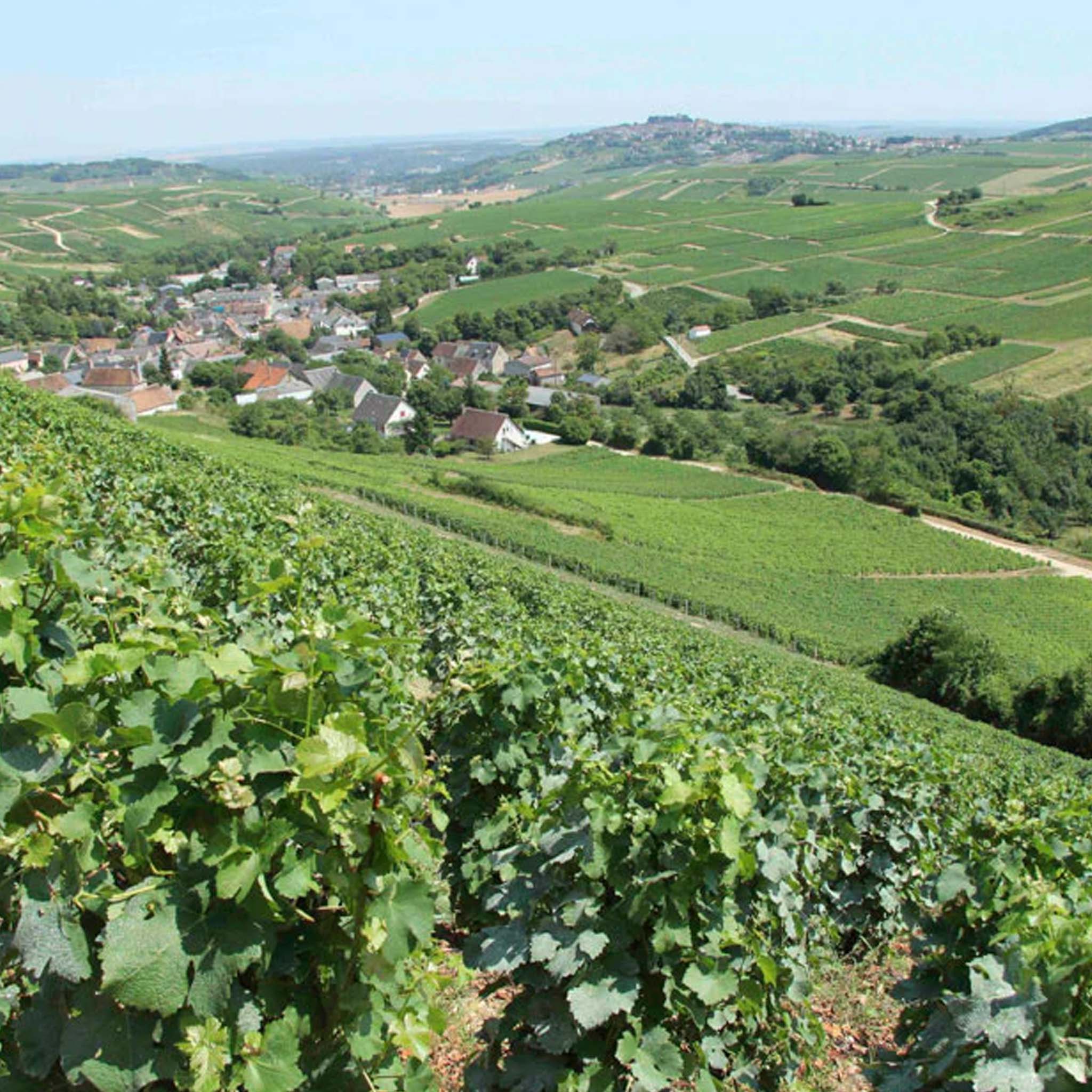 Philosophy | Domaine Pascal Cotat