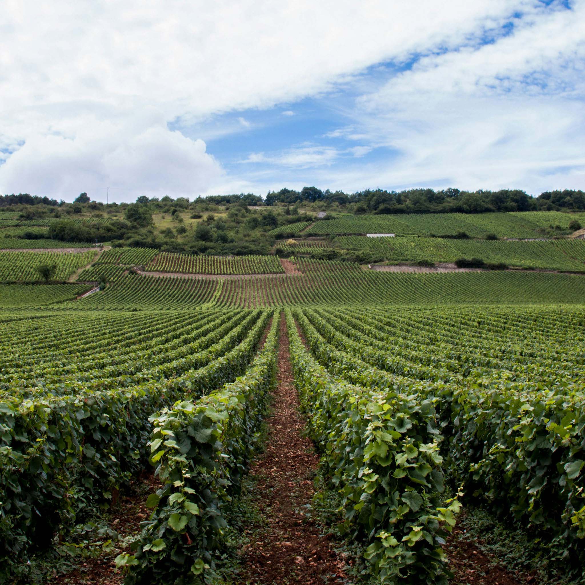 Domaine Paul Chavy Bourgogne Rouge Pinot Noir 2023