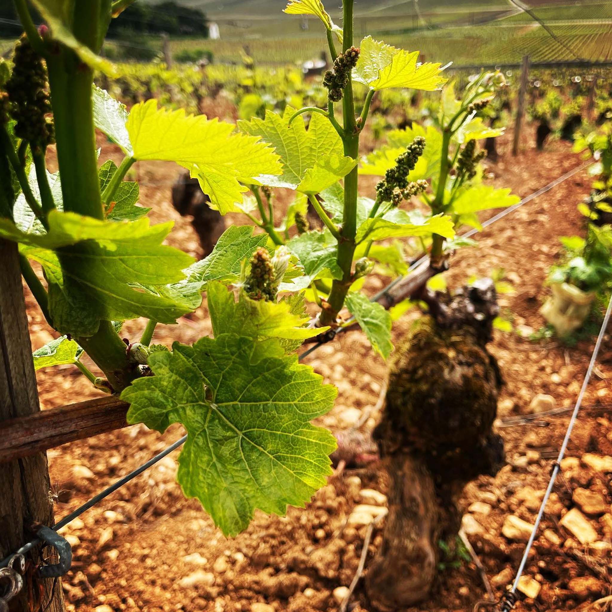 The Philosophy | Domaine Paul Chavy