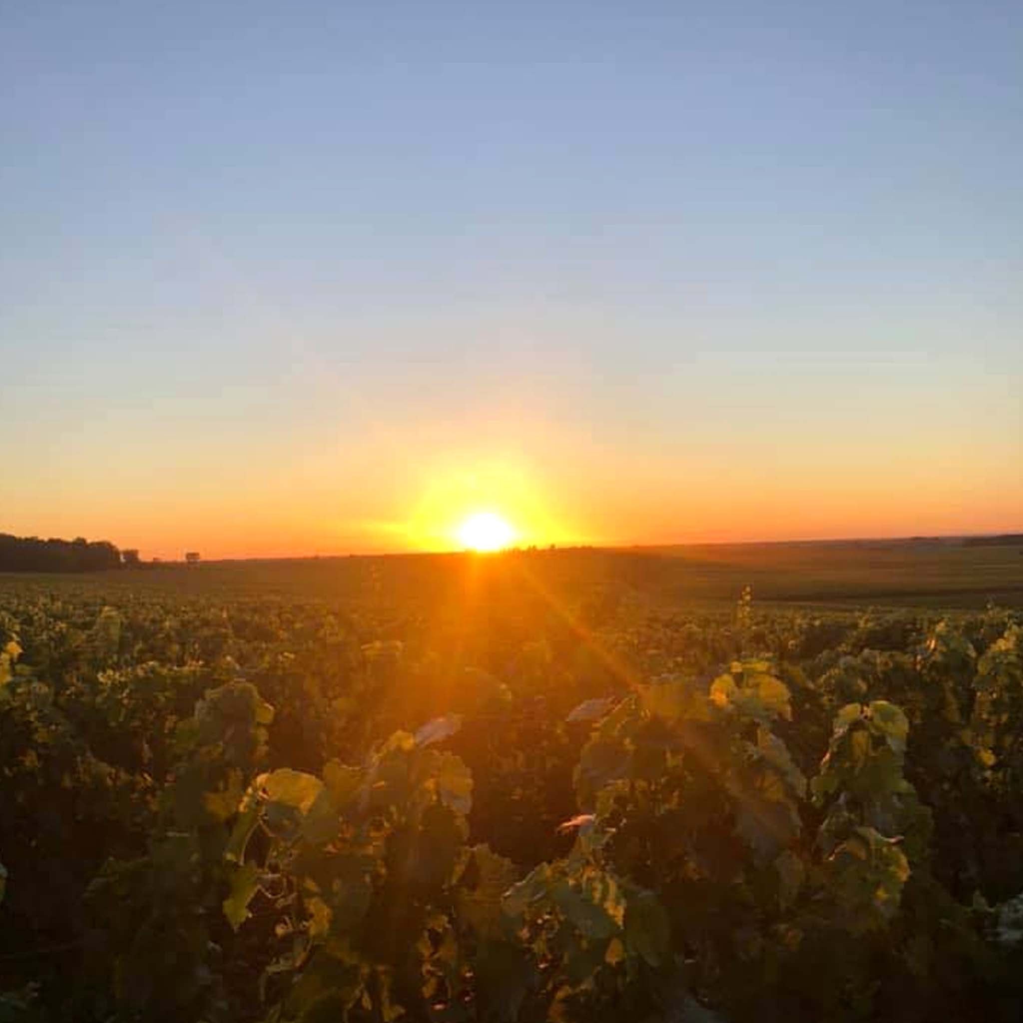 Domaine Paul Chavy Bourgogne Rouge Pinot Noir 2023