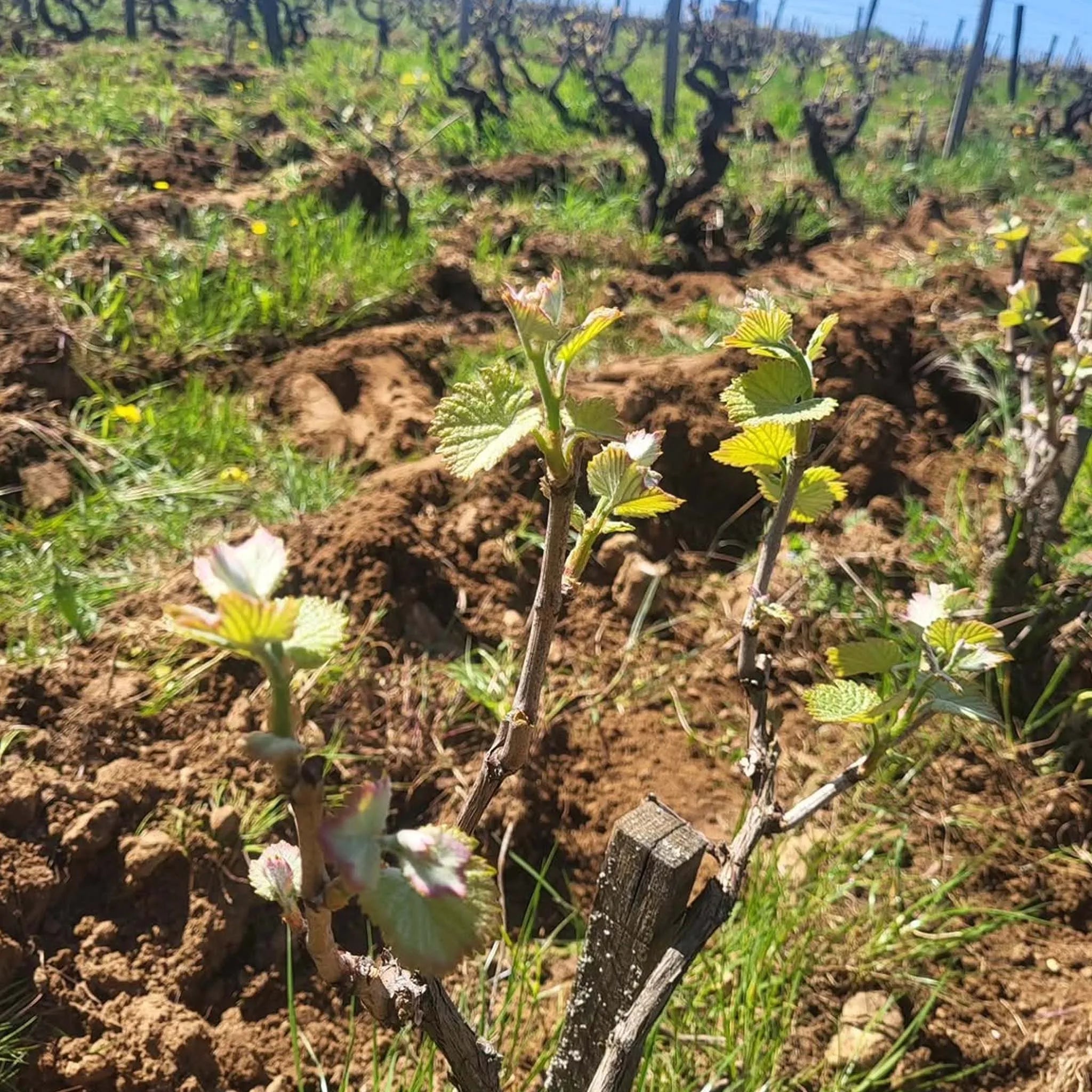 Domaine Pichot Coteau de la Biche Vouvray Sec 2024