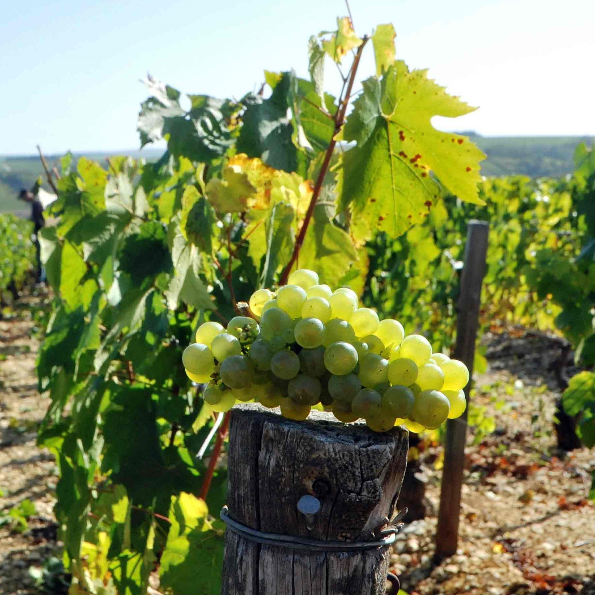 Domaine Samuel Billaud Chablis 2023