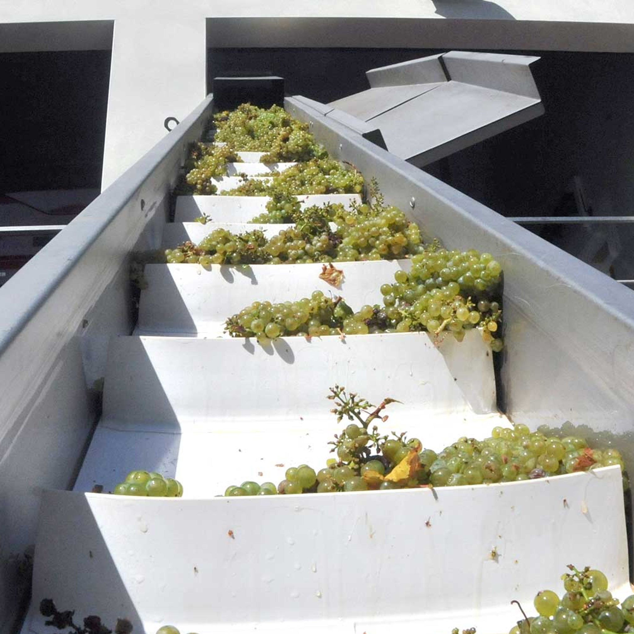 Domaine Samuel Billaud Les Vaillons Vieilles Vignes Chablis 1er Cru 2023