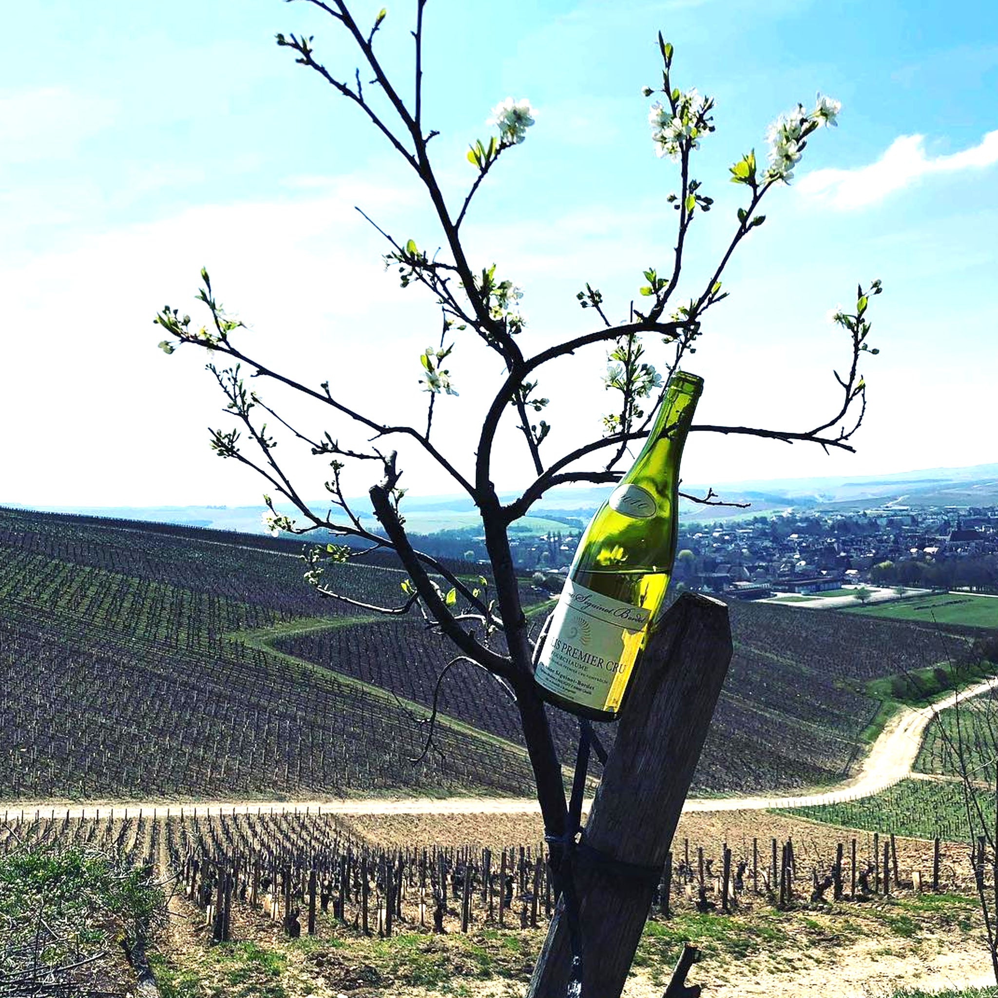 Domaine Seguinot Bordet Chablis 1er Cru Vaillons 2023