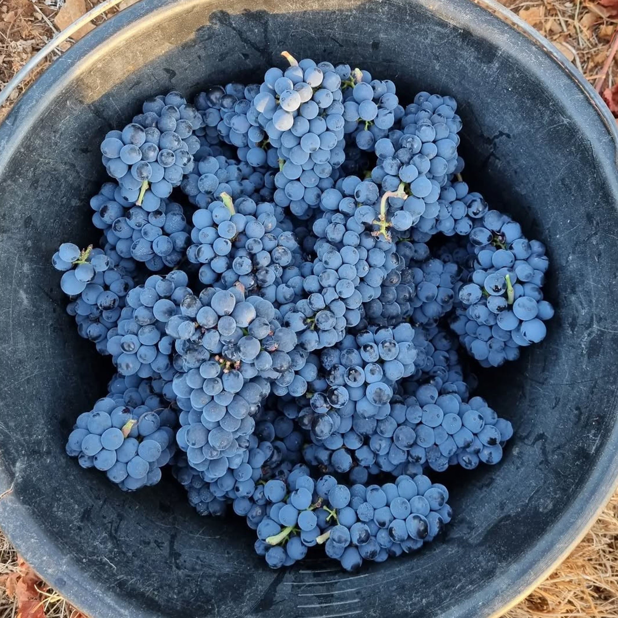 Domaine de la Cras Montrecul Bourgogne Rouge 2022