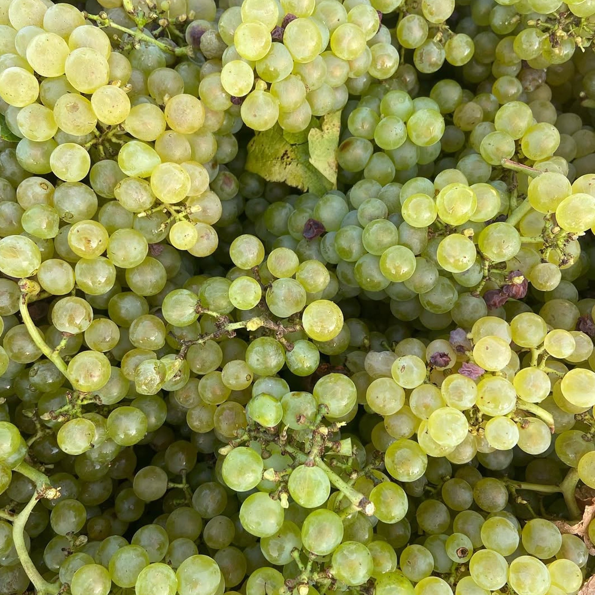 Domaine du Pélican Arbois Savagnin Ouillé 2023
