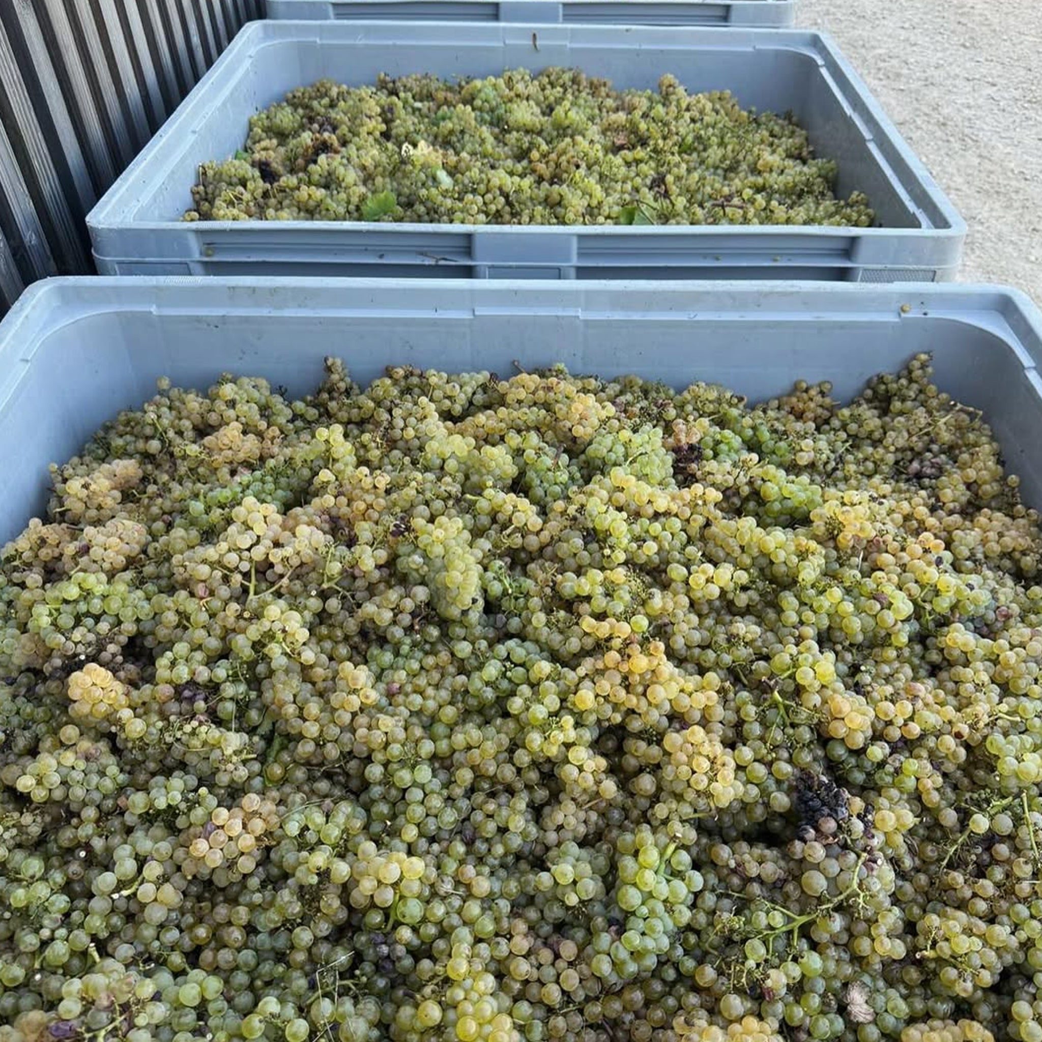 Domaine du Pélican Arbois Chardonnay 2023