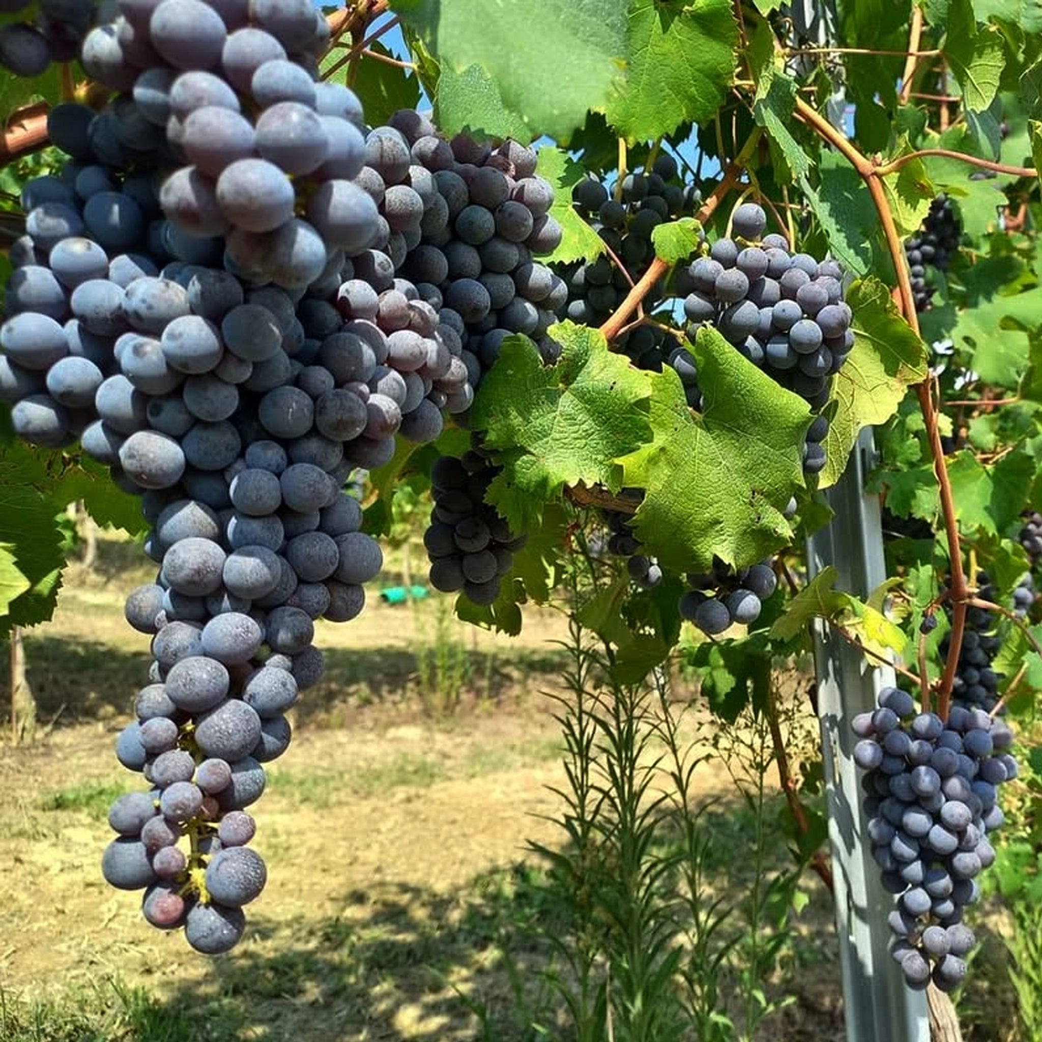 Fletcher Recta Pete Barbaresco 2022