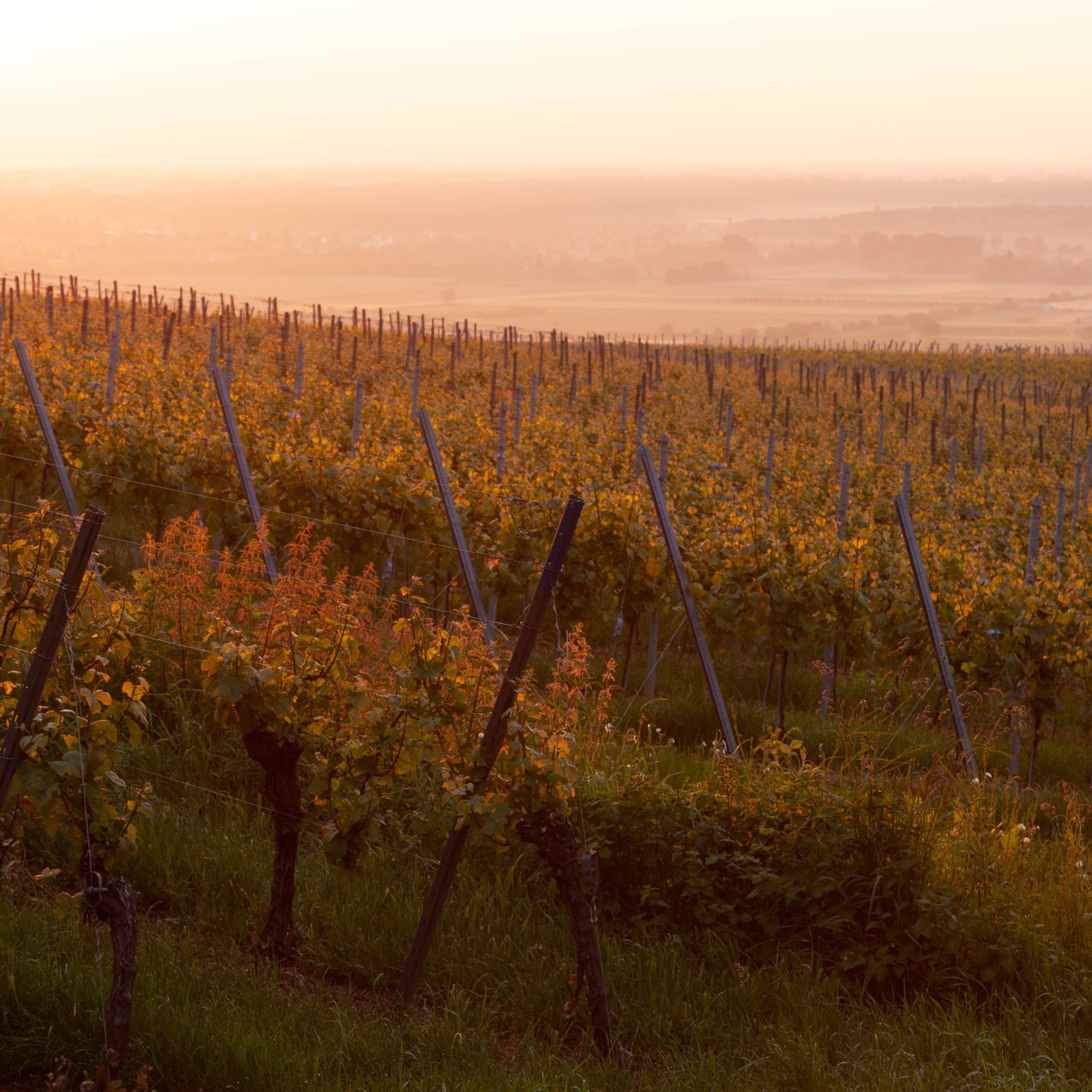 Domaine Michel Gros Bourgogne Hautes Cotes De Nuits 2023