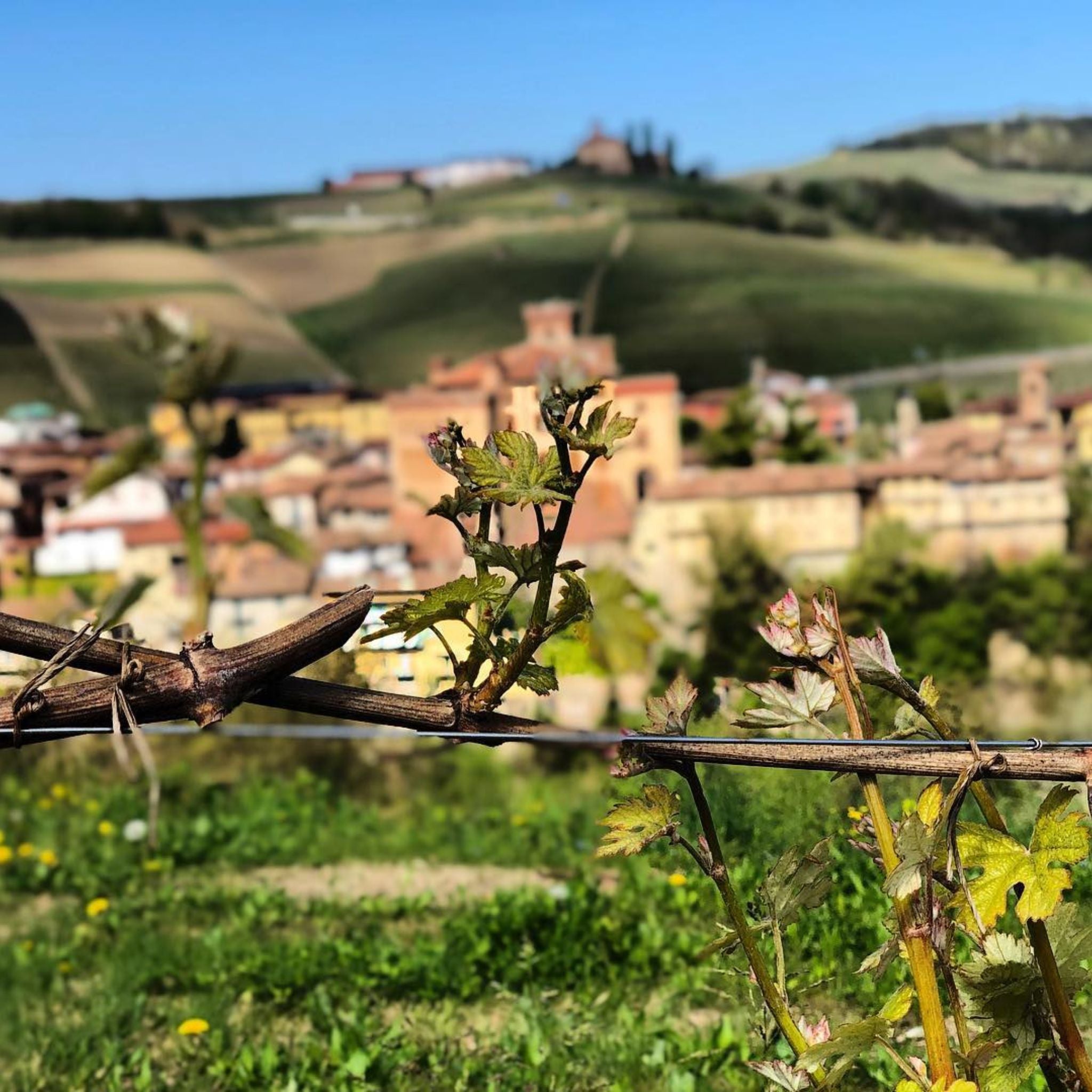 G.D. Vajra Barolo Ravera 2020