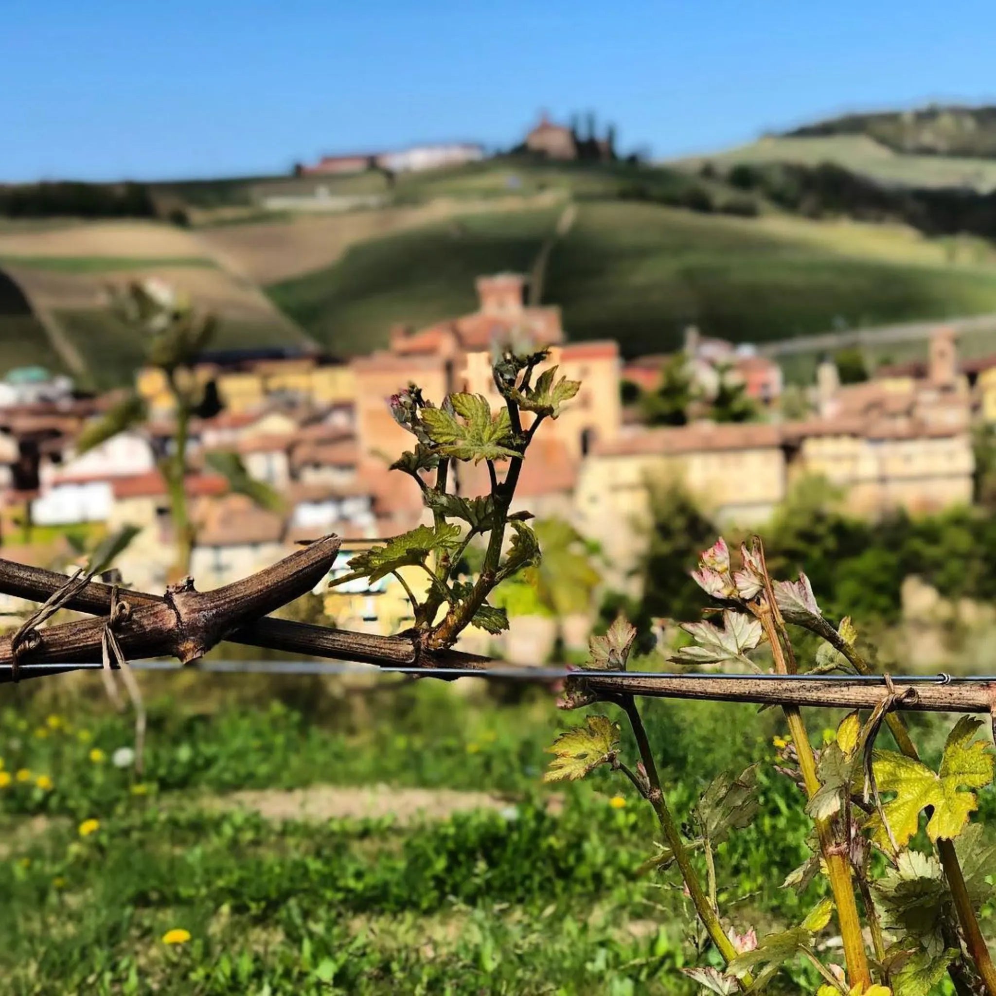 G.D. Vajra Barolo Ravera 2020