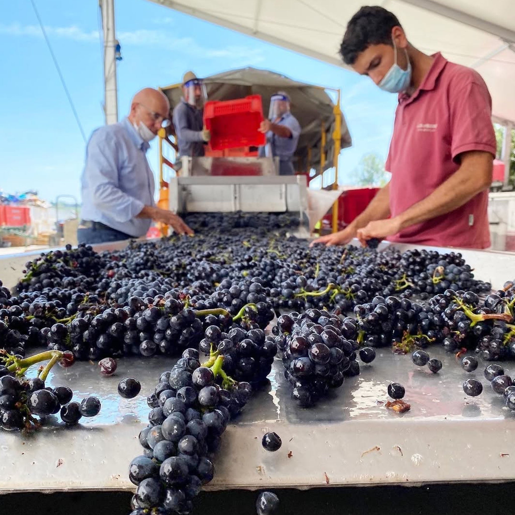 G.D. Vajra Barolo Ravera 2020
