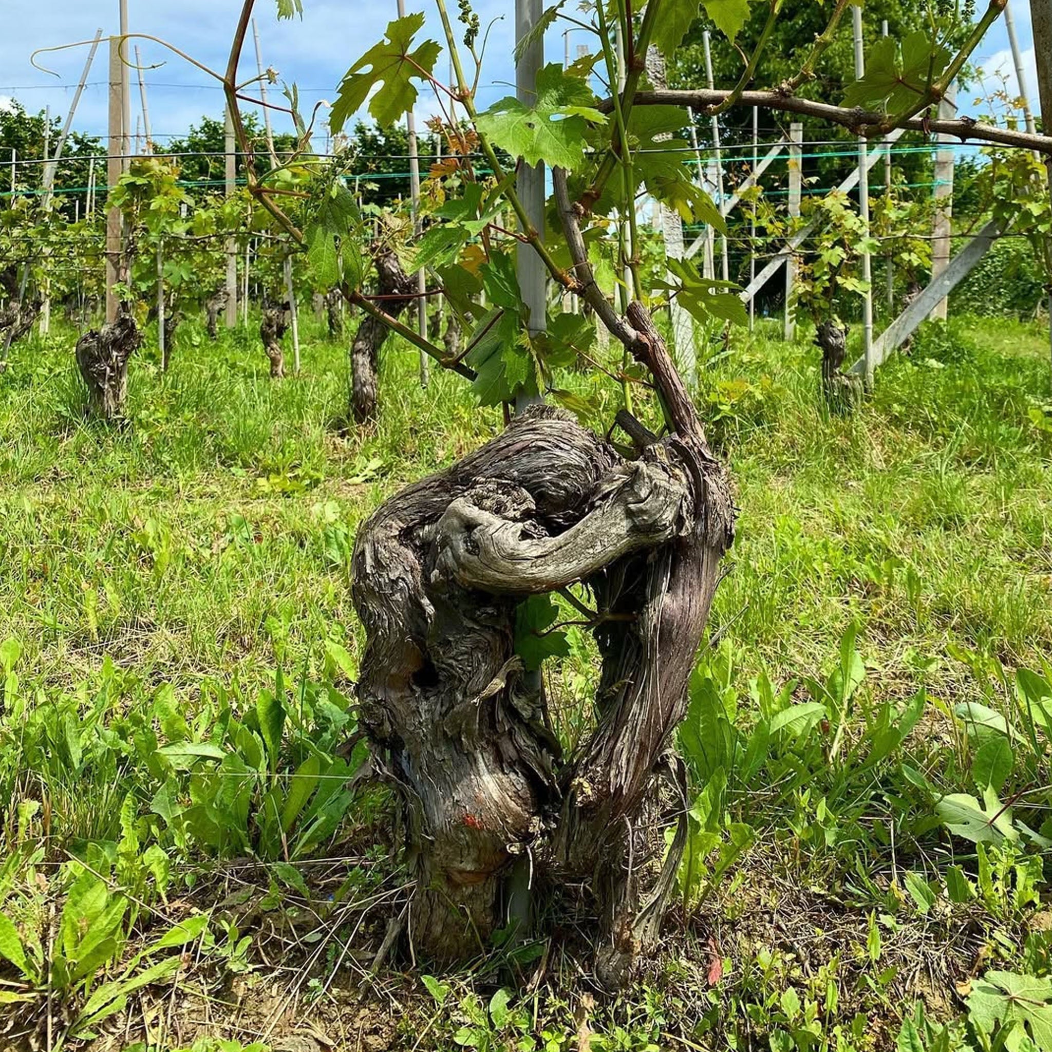 G.D. Vajra Barolo Ravera 2020