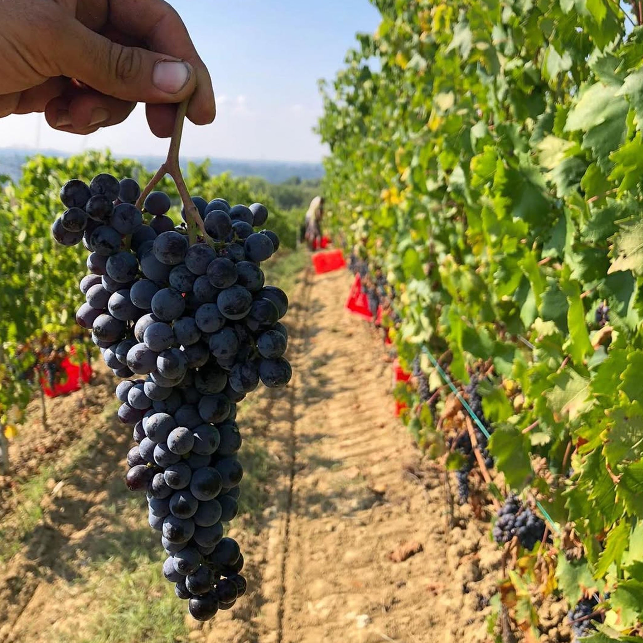 G.D. Vajra Barolo Bricco Delle Viole 2021
