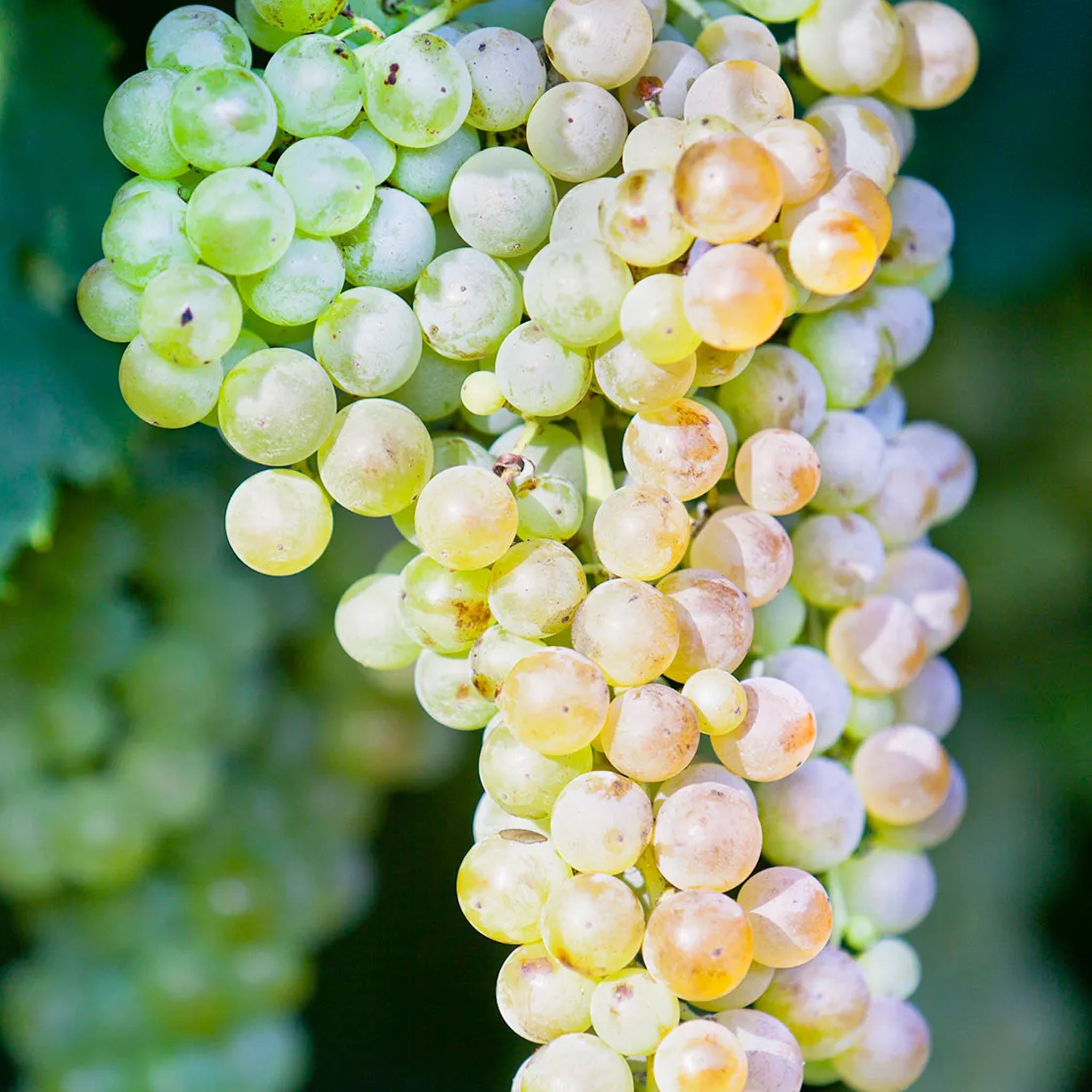 Ca' Erto Soave 2024