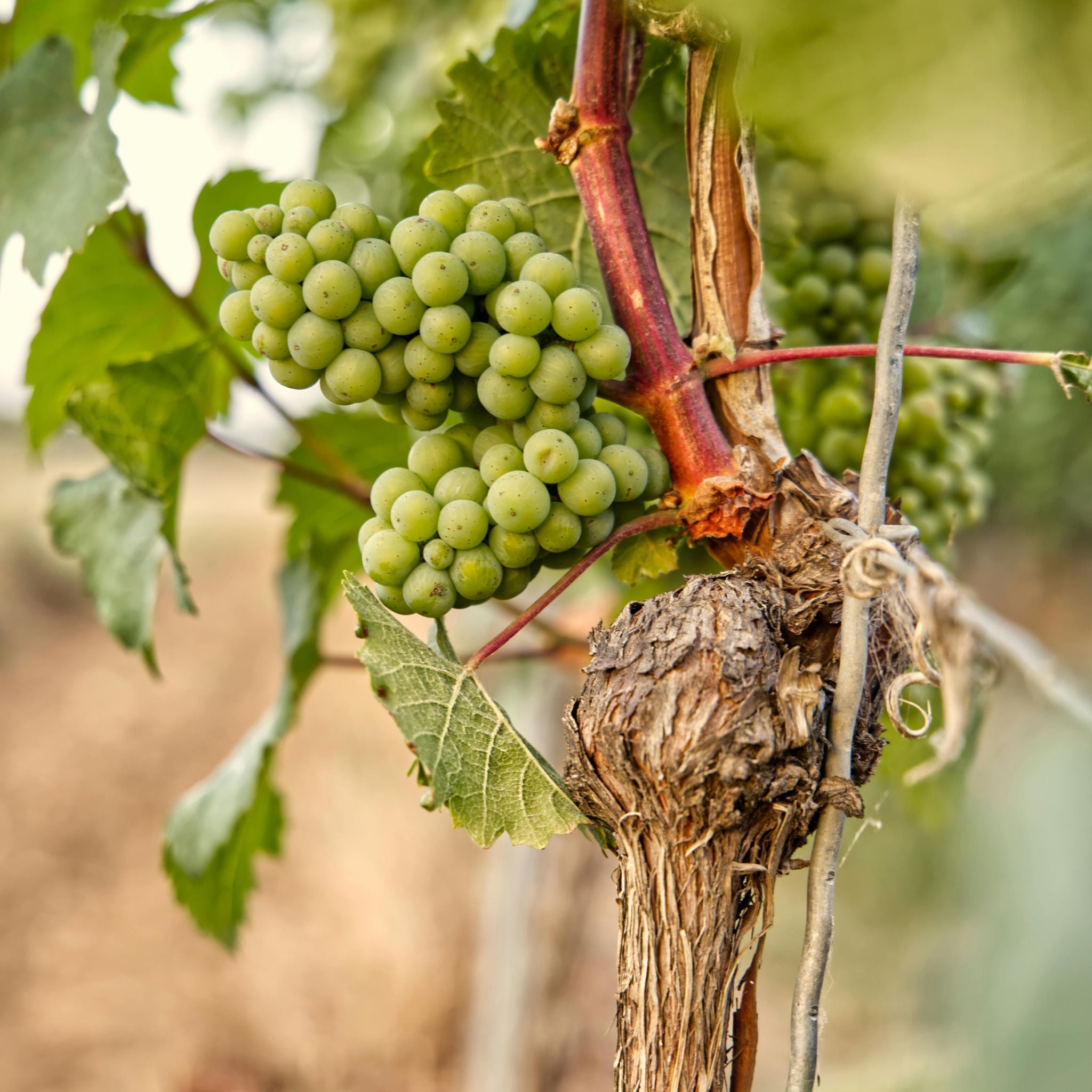 Domaine Dujac Puligny Montrachet 1er Cru Les Folatières 2023
