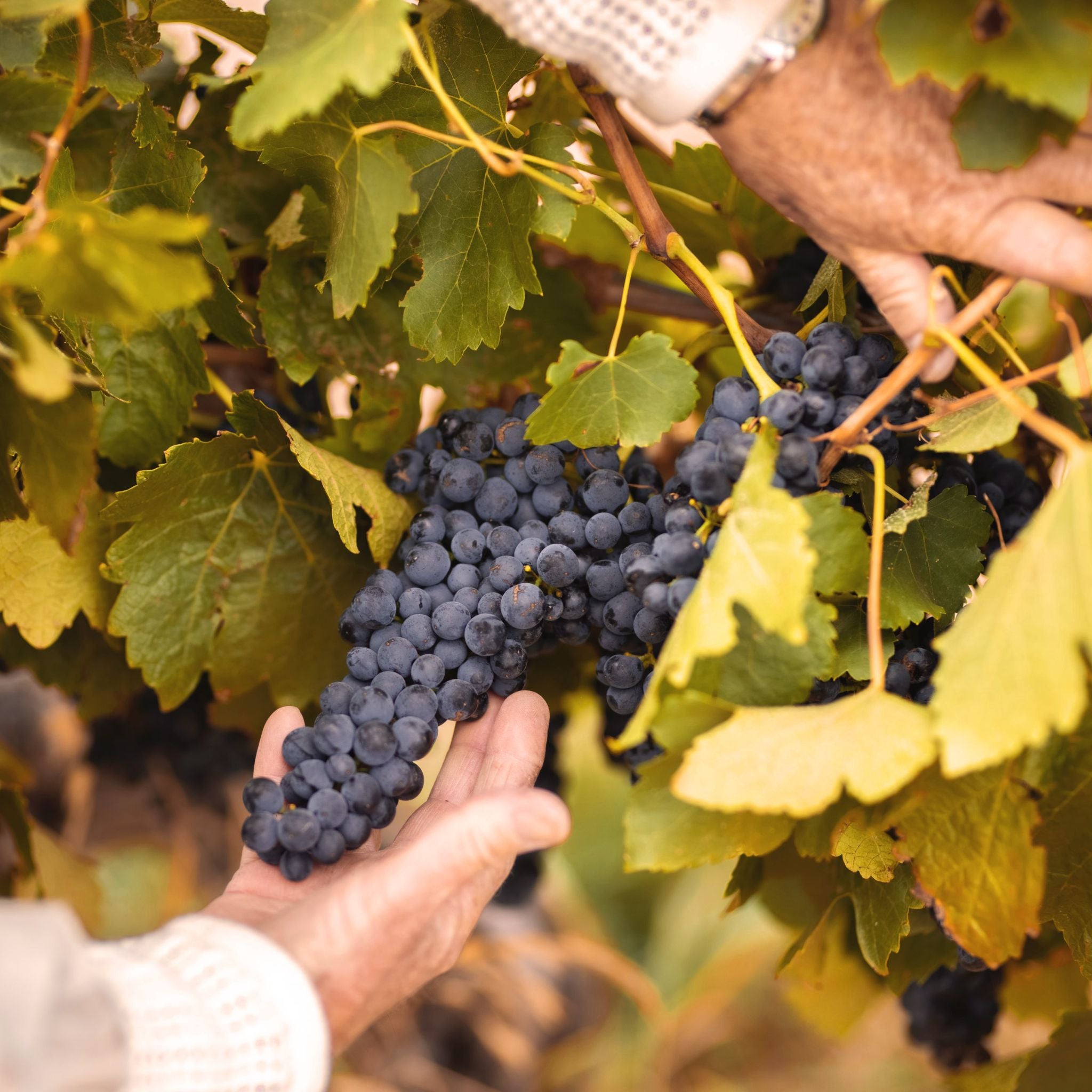 Henschke Hill of Grace Shiraz 2022