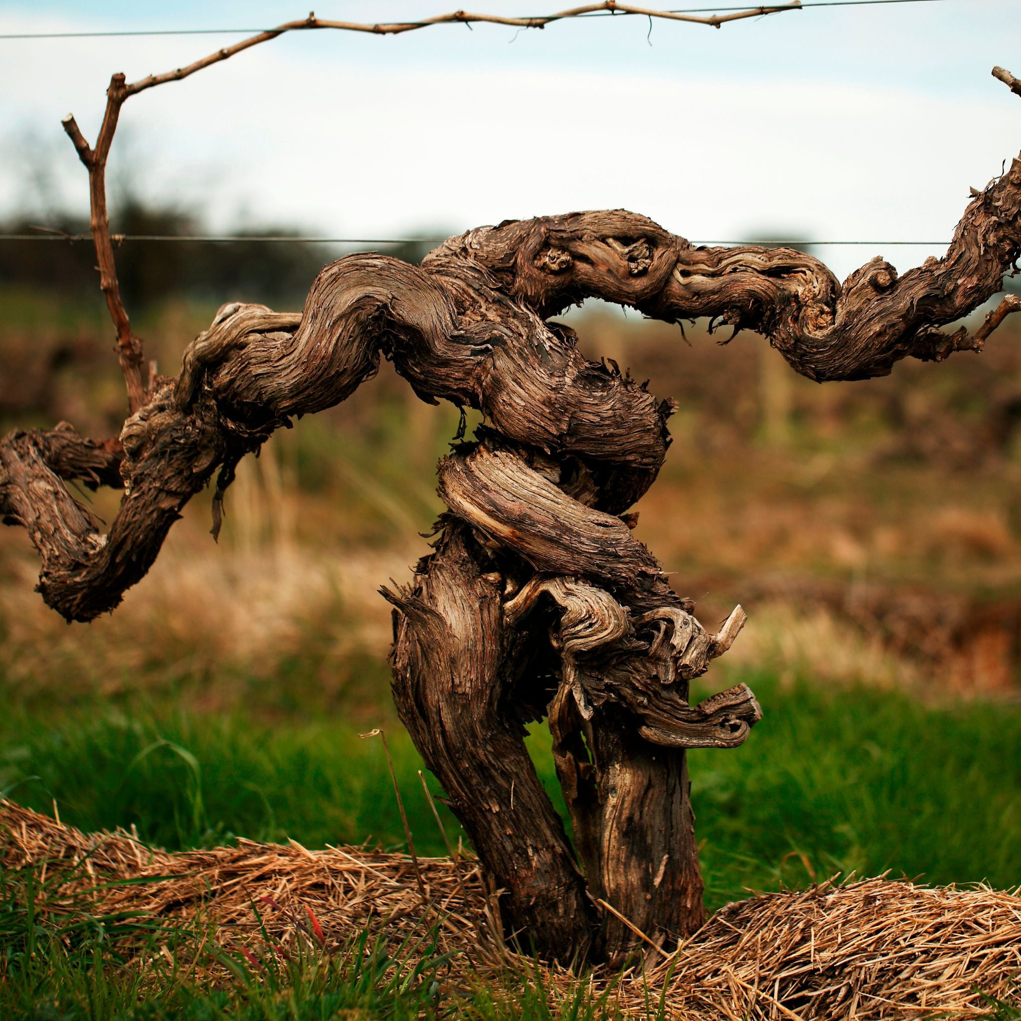 Henschke Hill of Grace Shiraz 2022