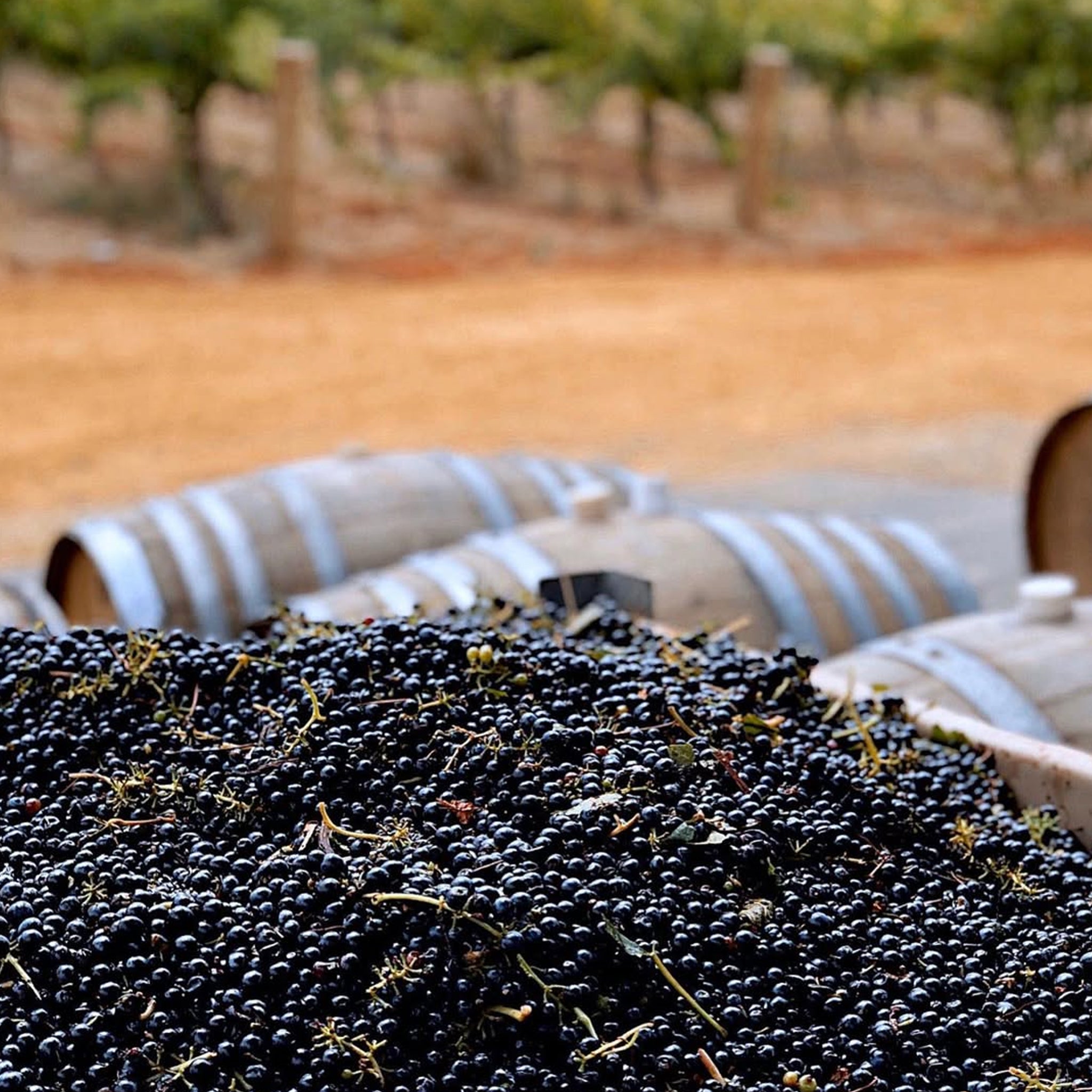 Hentley Farm The Beauty Shiraz 2023