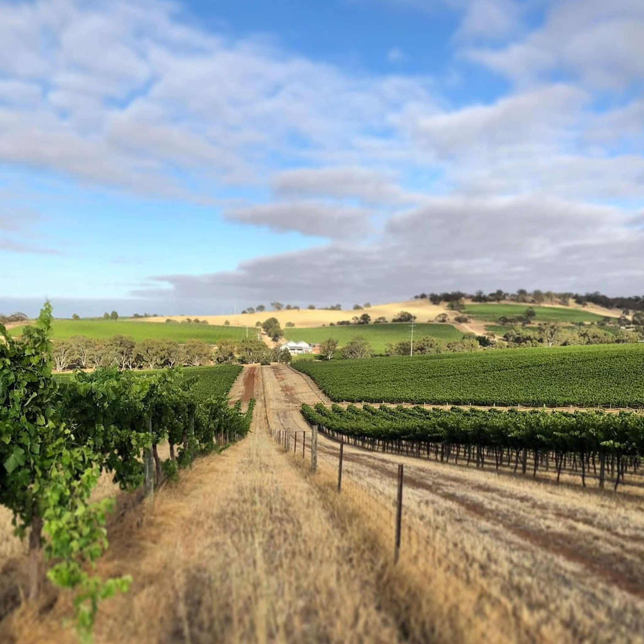 Hentley Farm Riesling 2025