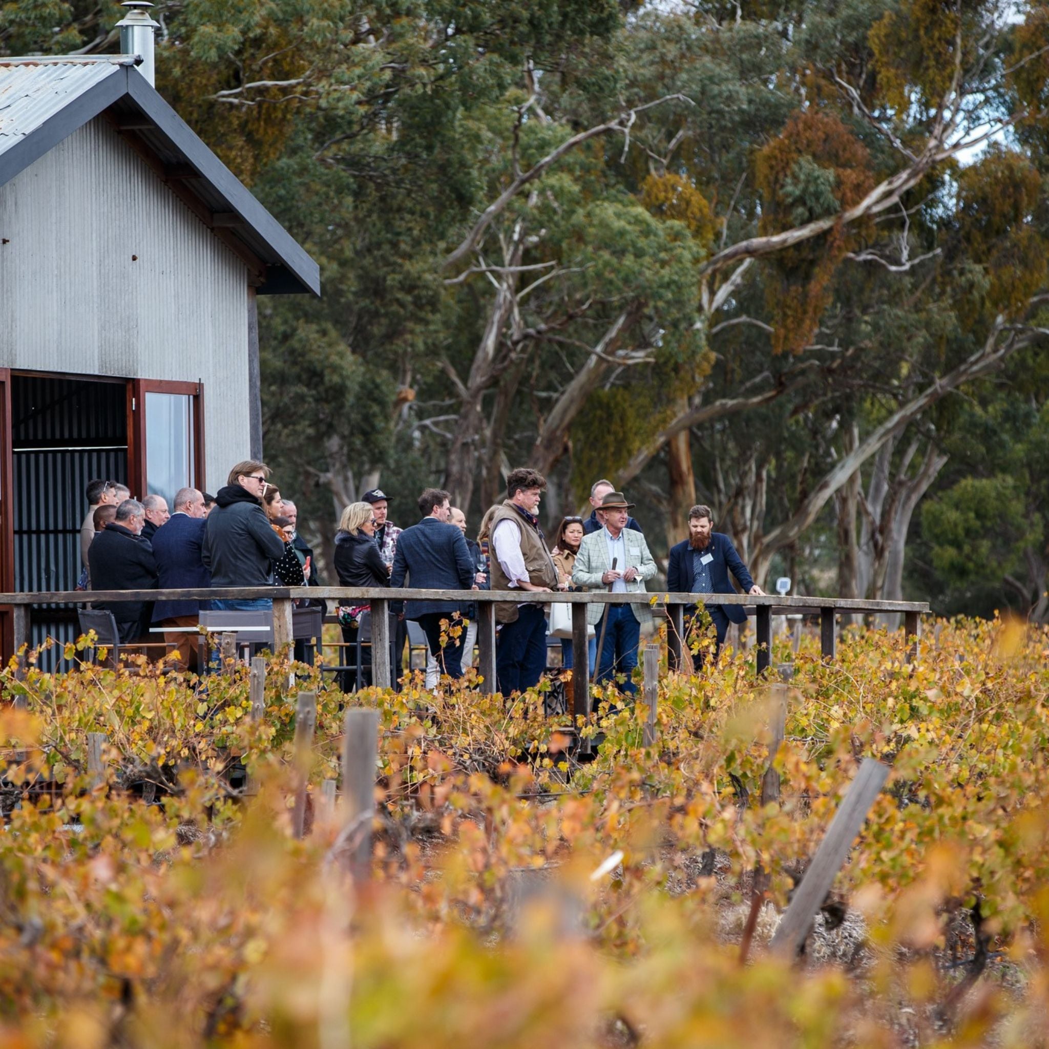 Jim Barry The Armagh Shiraz 2008