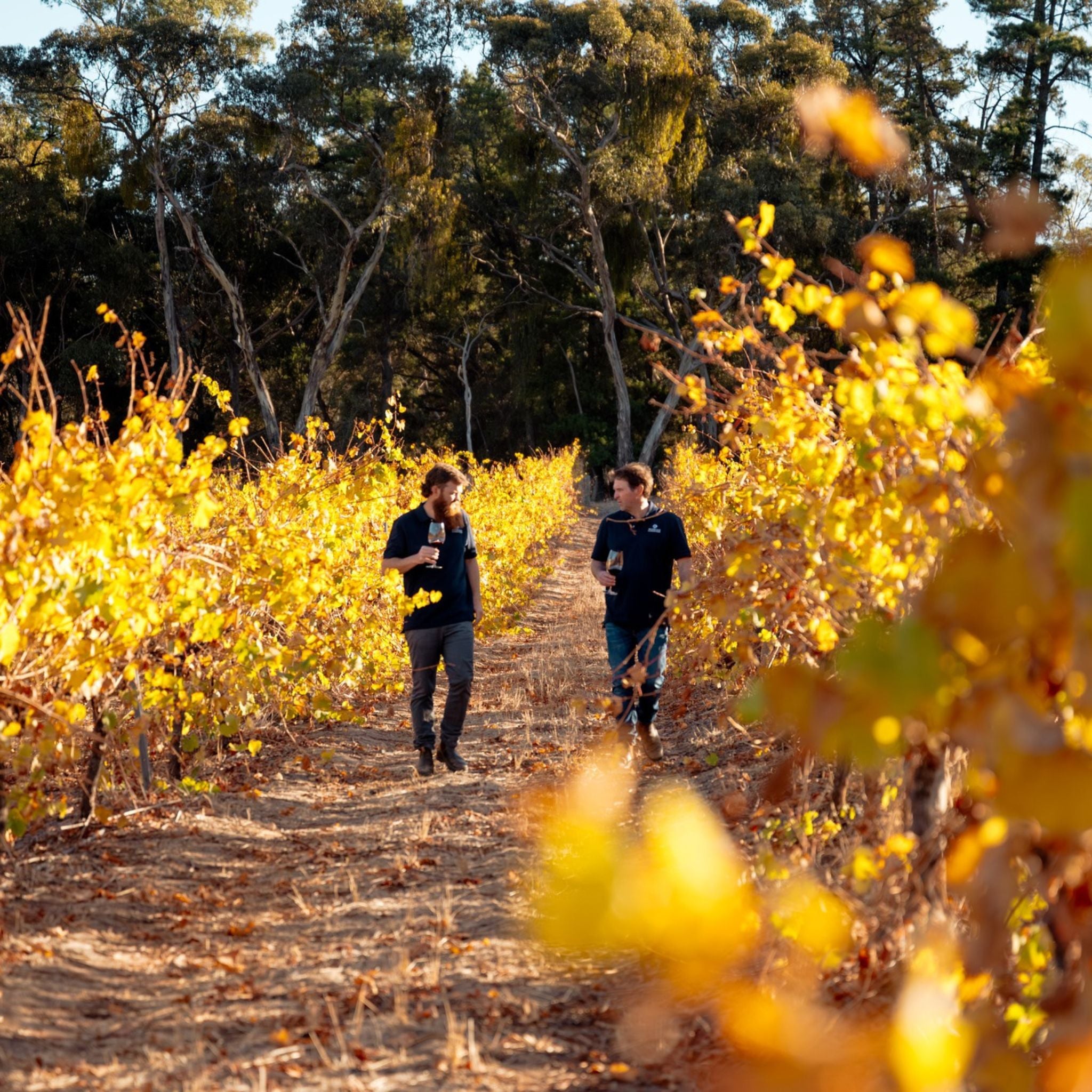 Jim Barry The Armagh Shiraz 2008