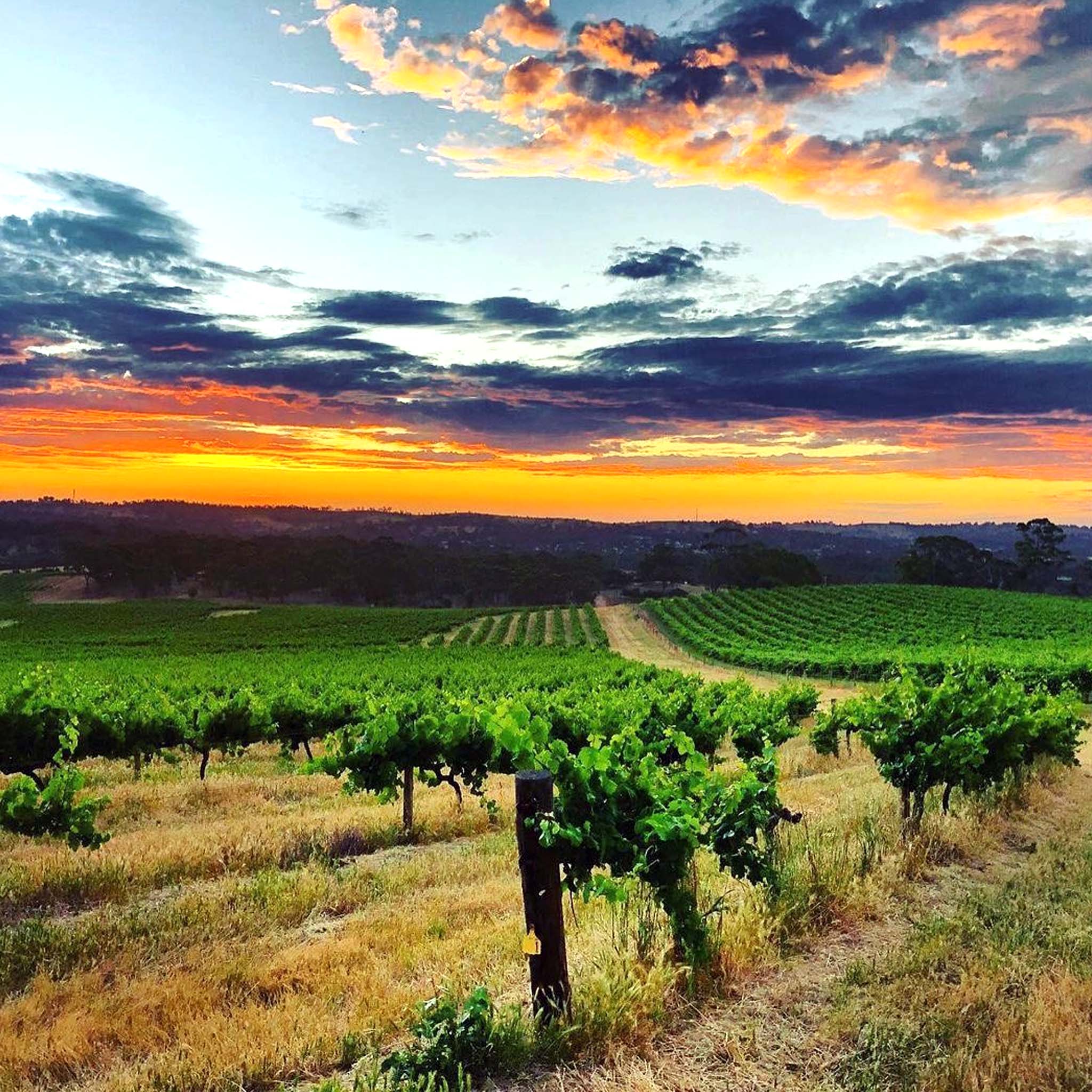 Jim Barry Assyrtiko 2025