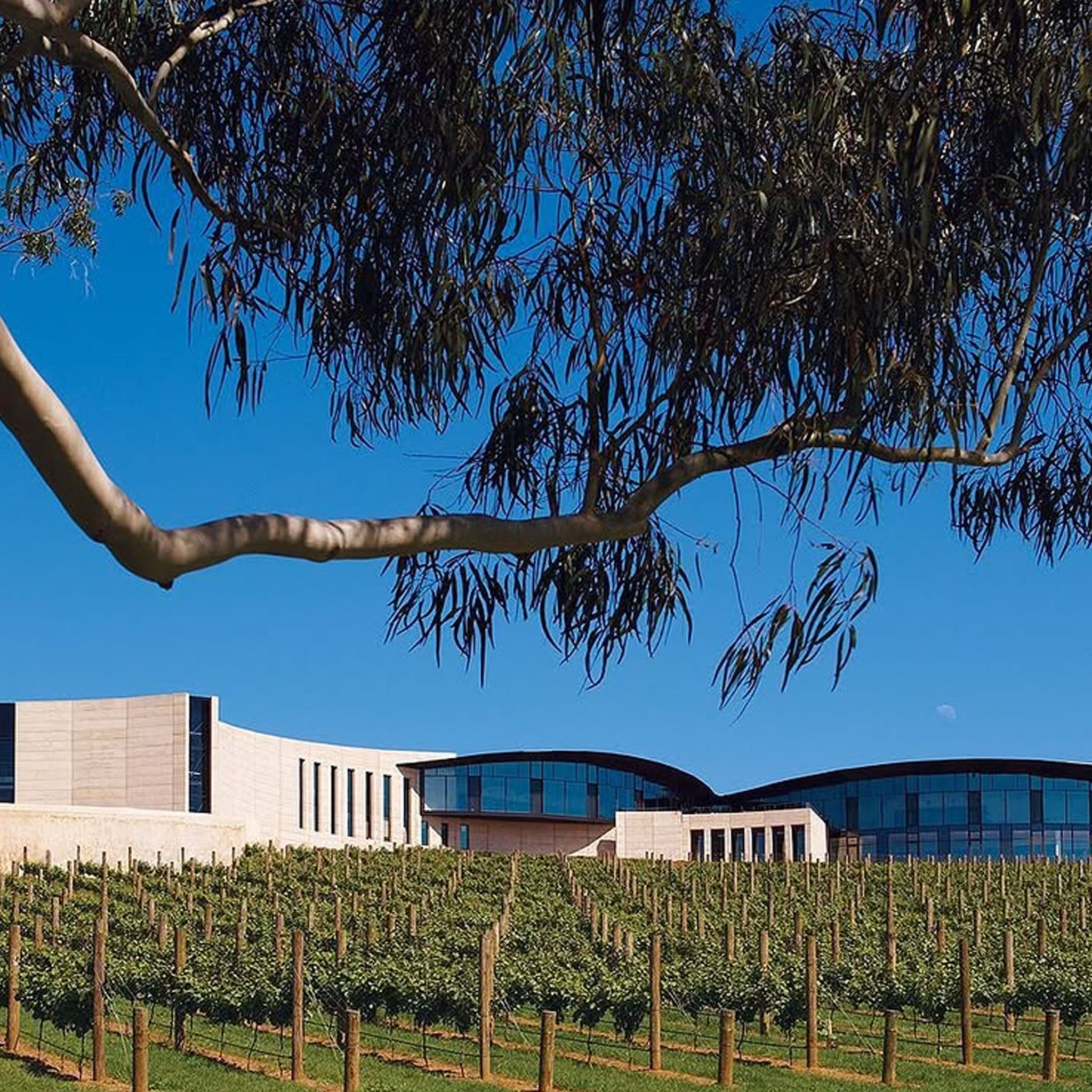Kooyong Clonale Chardonnay 2025