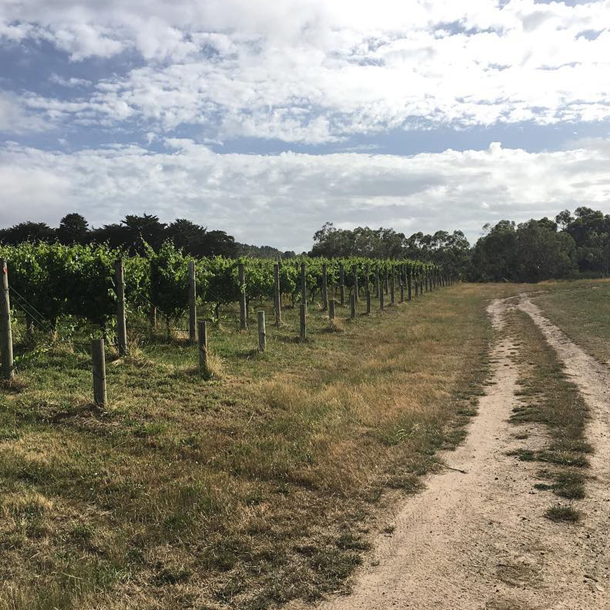 Kooyong Clonale Chardonnay 2025