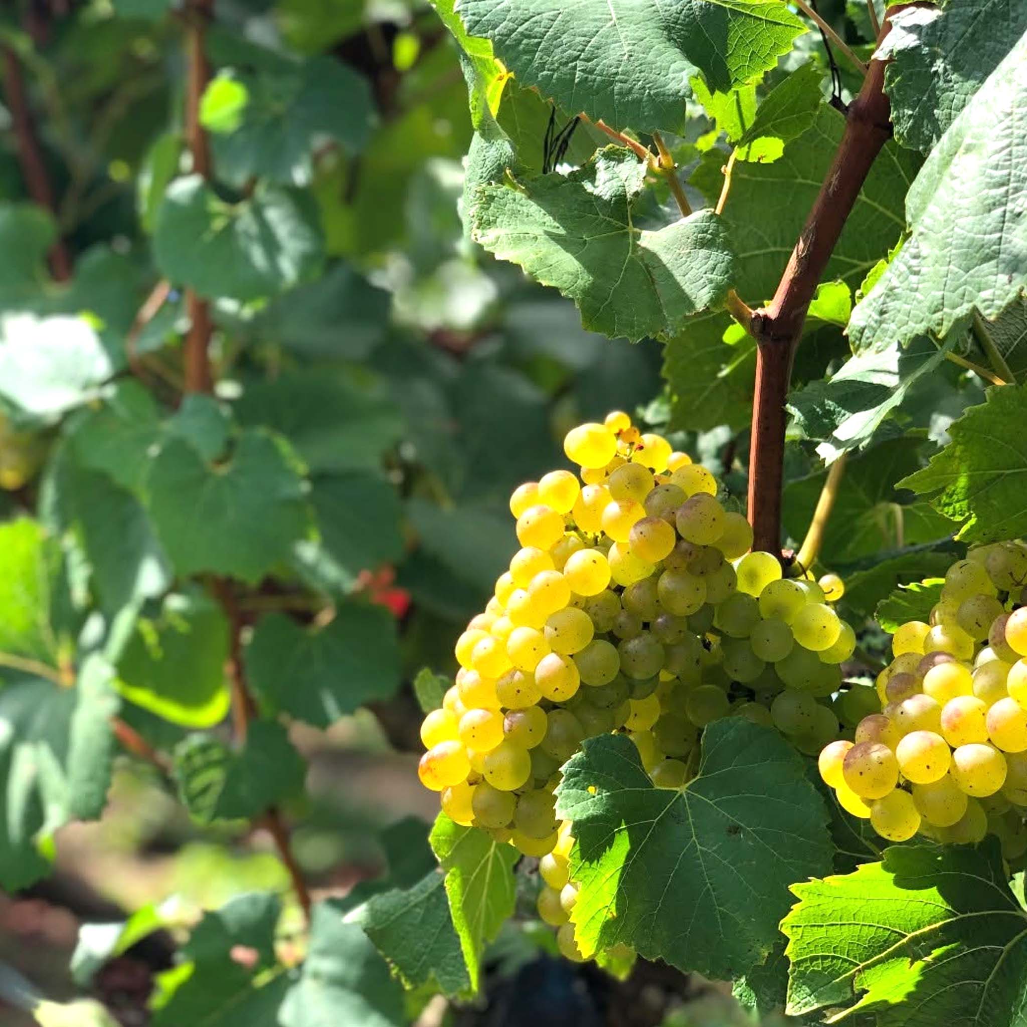 Kumeu River Village Chardonnay 2025