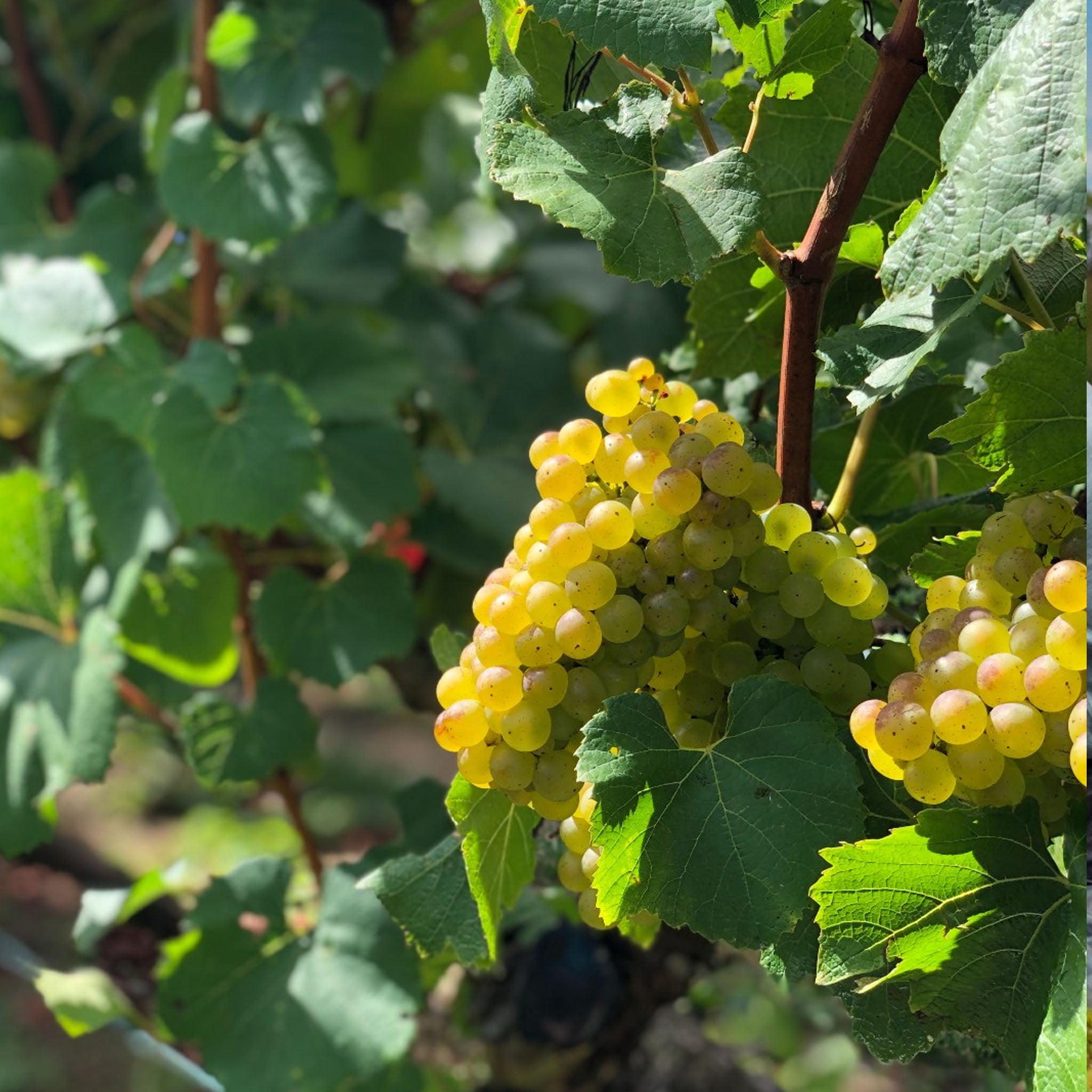 Kumeu River Mate's Vineyard Chardonnay 2024