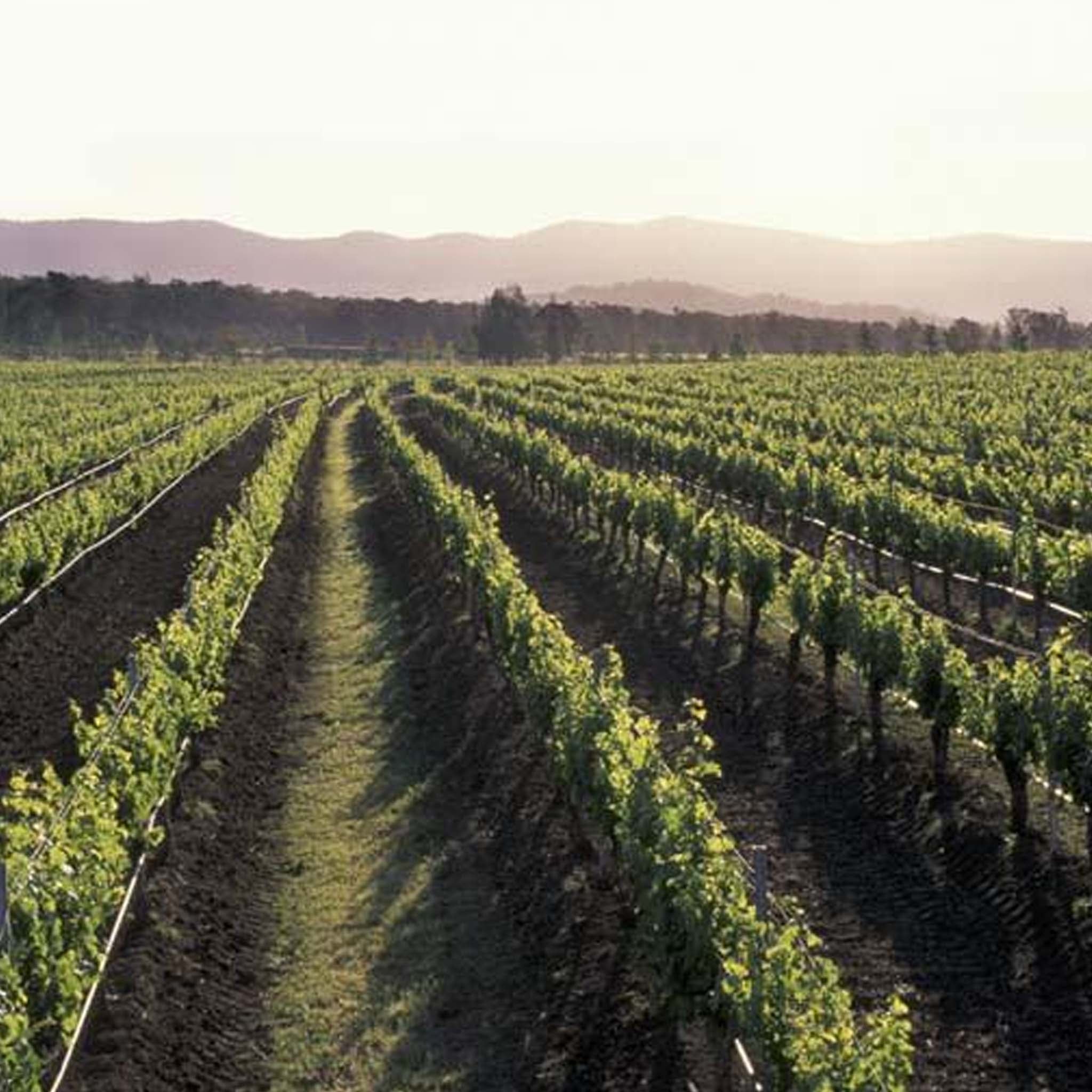Lake's Folly Cabernets 2017