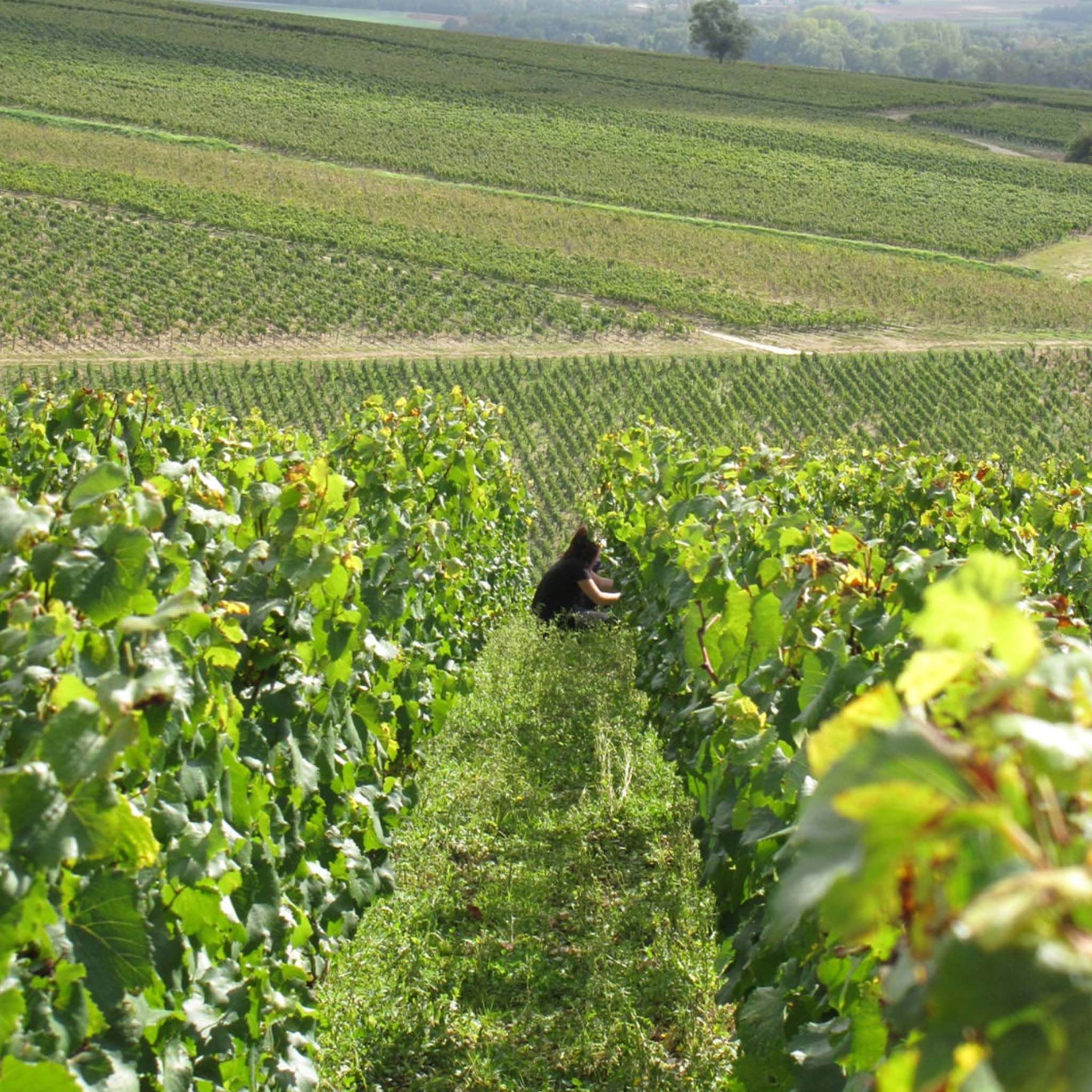 The Philosophy | Domaine Laroche
