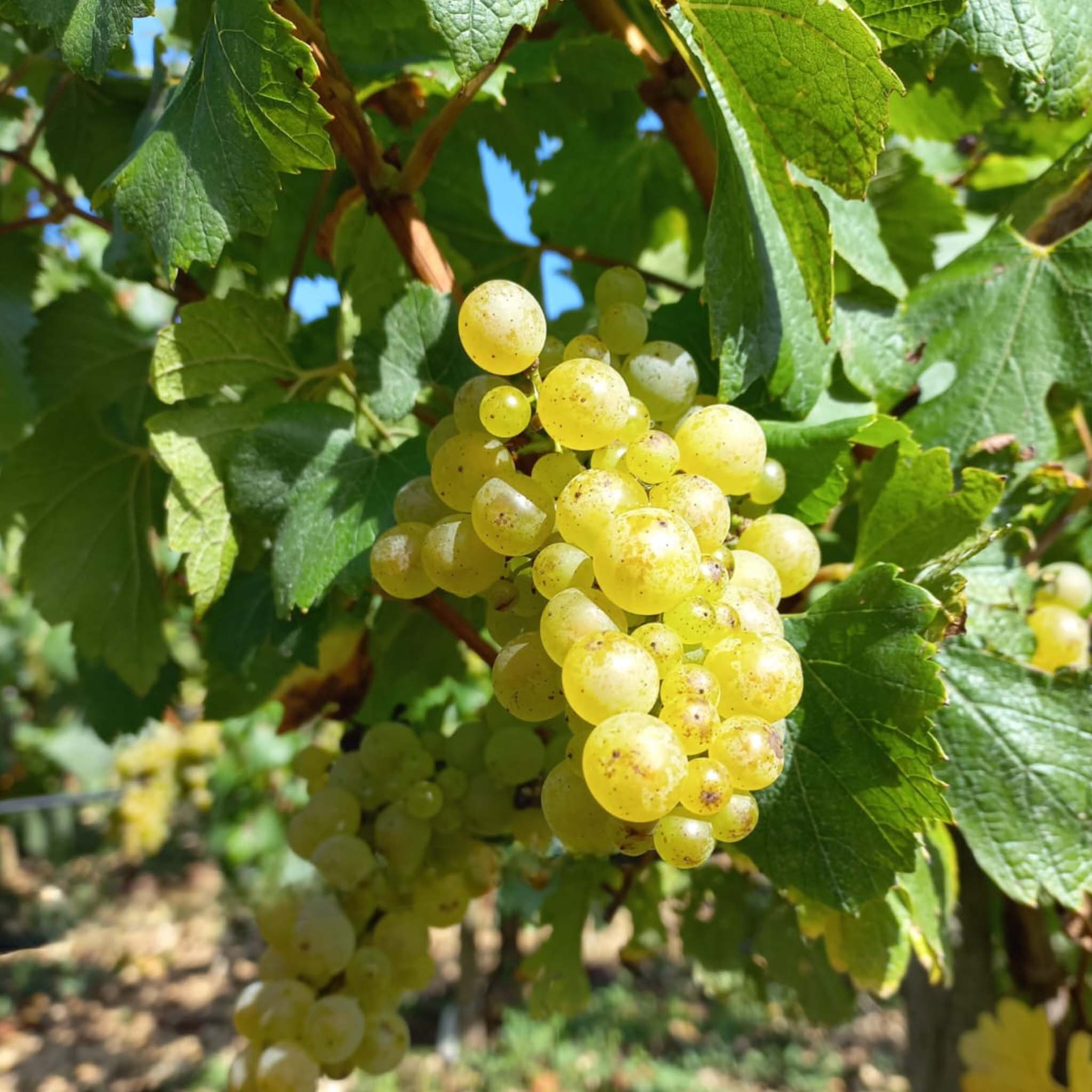 Domaine Laroche Reserve Chardonnay 2024