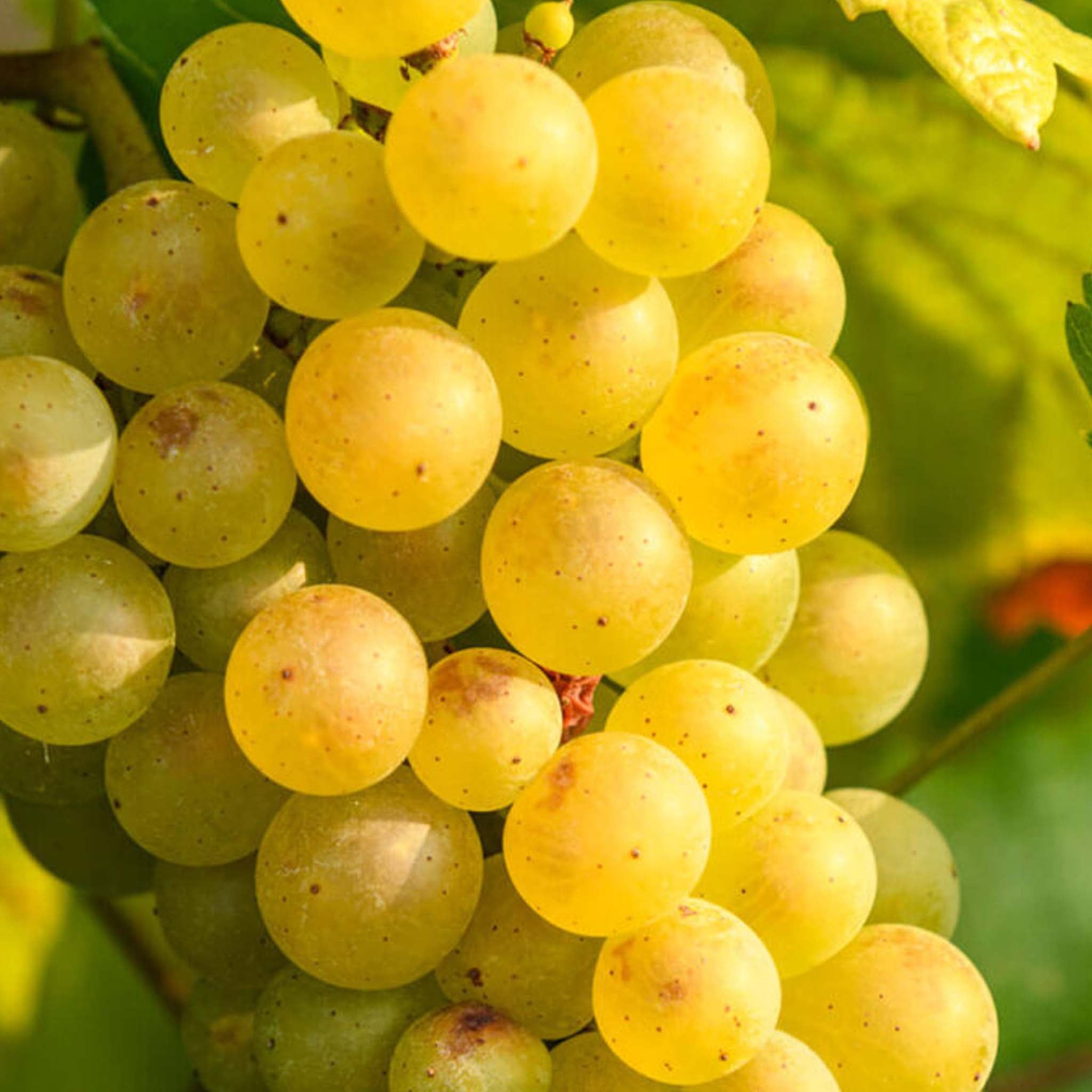 Laurent-Perrier La Cuvée Brut NV (Gift Boxed)