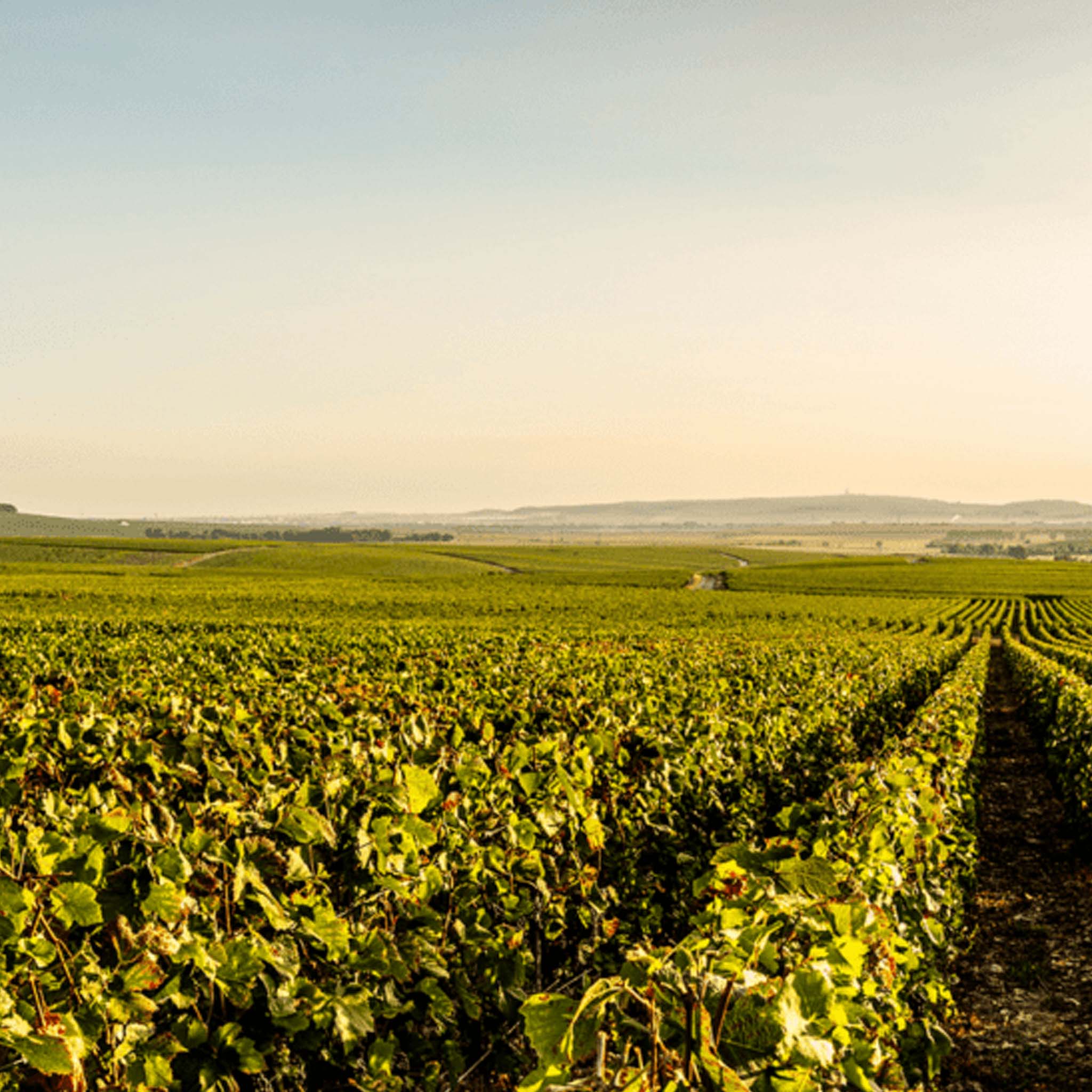 Laurent-Perrier La Cuvée Brut NV (Gift Boxed)