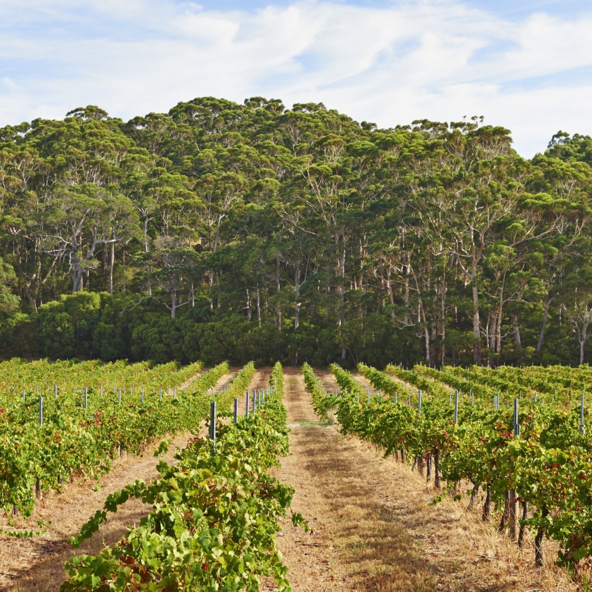 Leeuwin Estate Prelude Chardonnay 2024