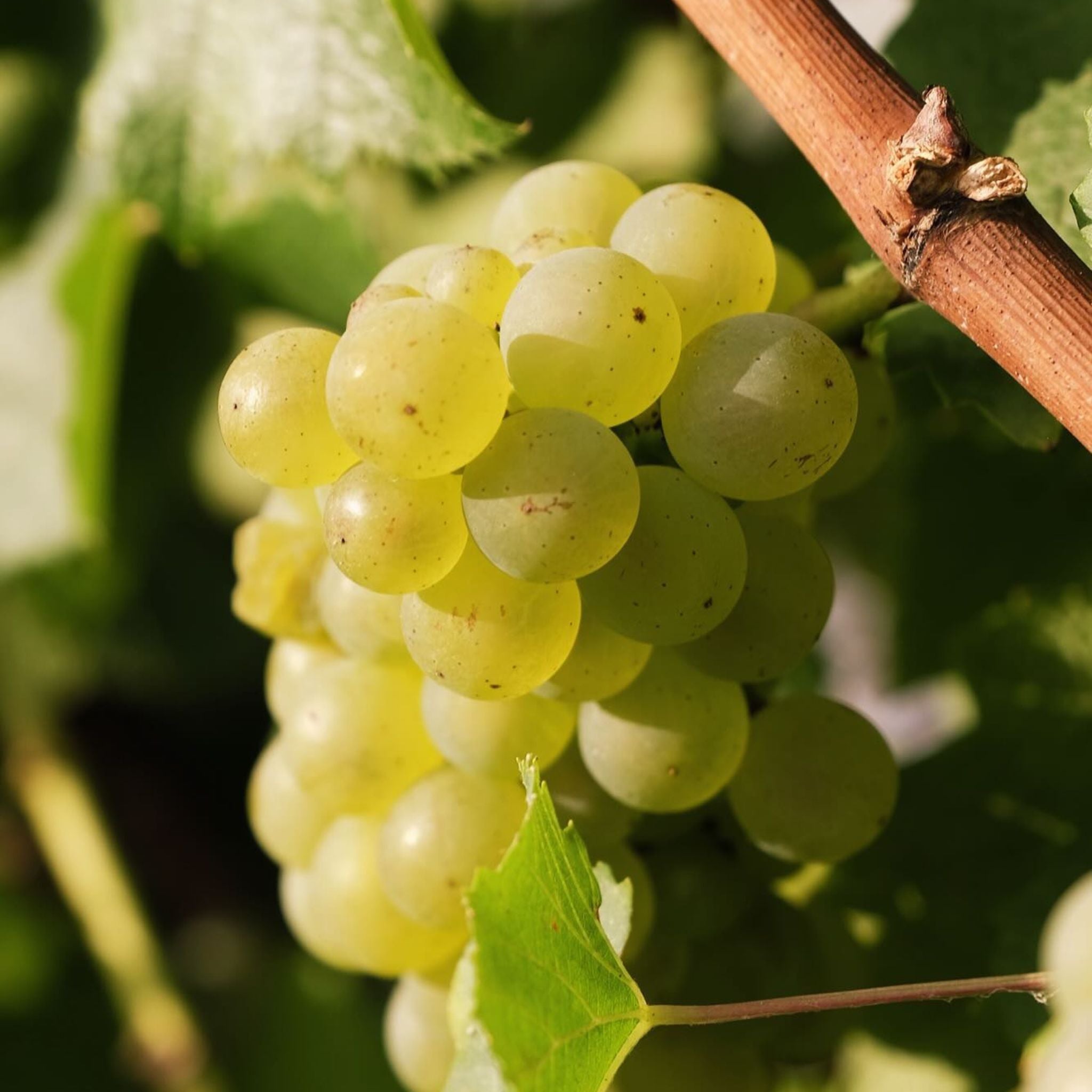 Yeringberg Marsanne Rousanne 2022