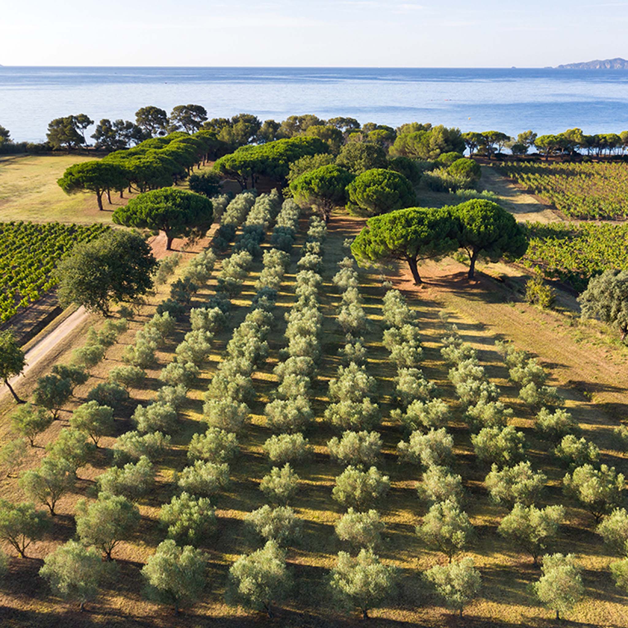 Louis Roederer Collection 246 NV