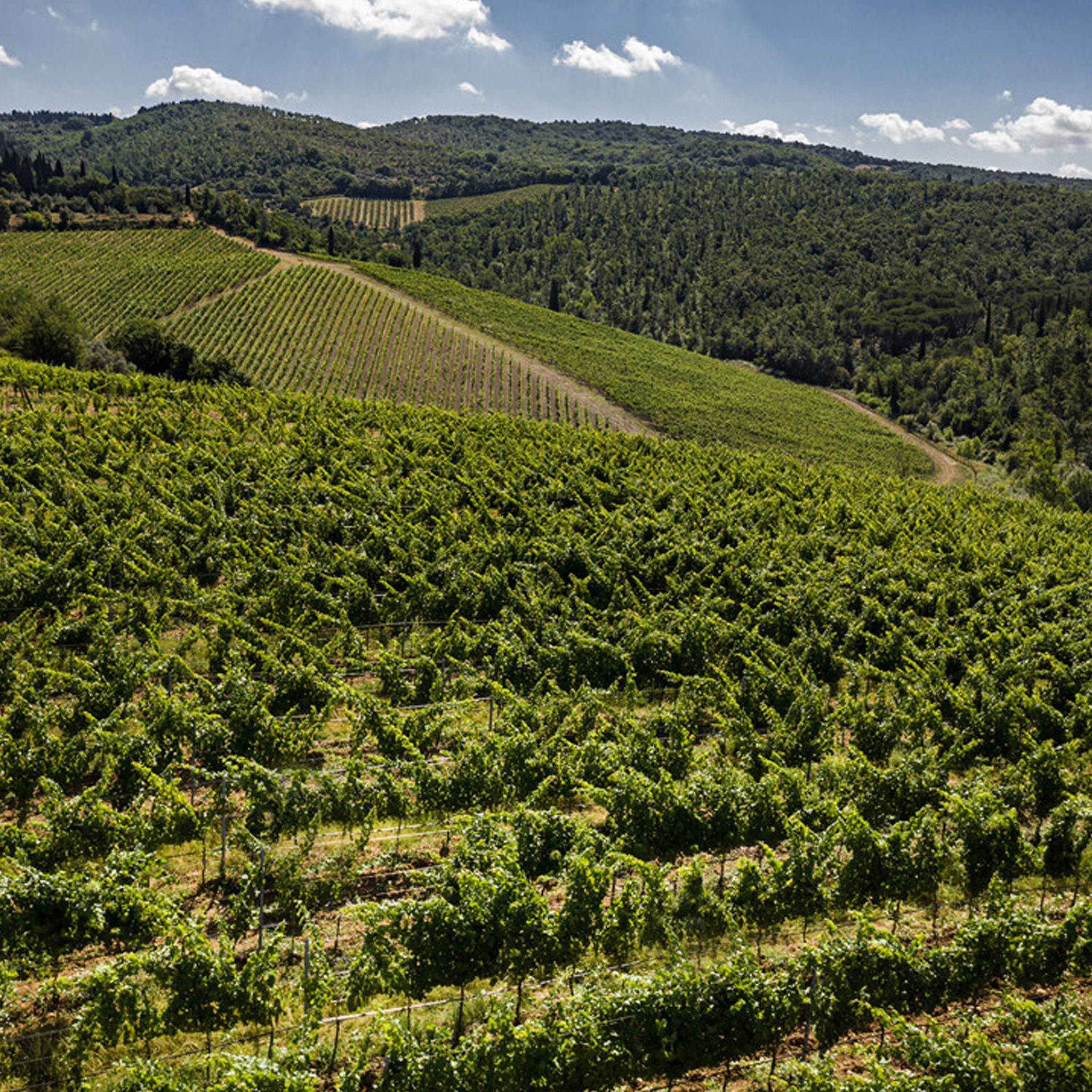 Marchesi Antinori Tignanello 2015
