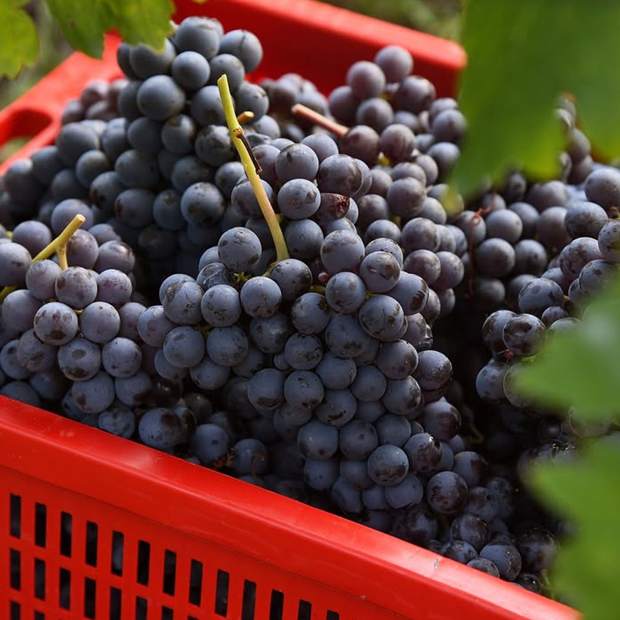 Massolino Barolo Margheria 2021