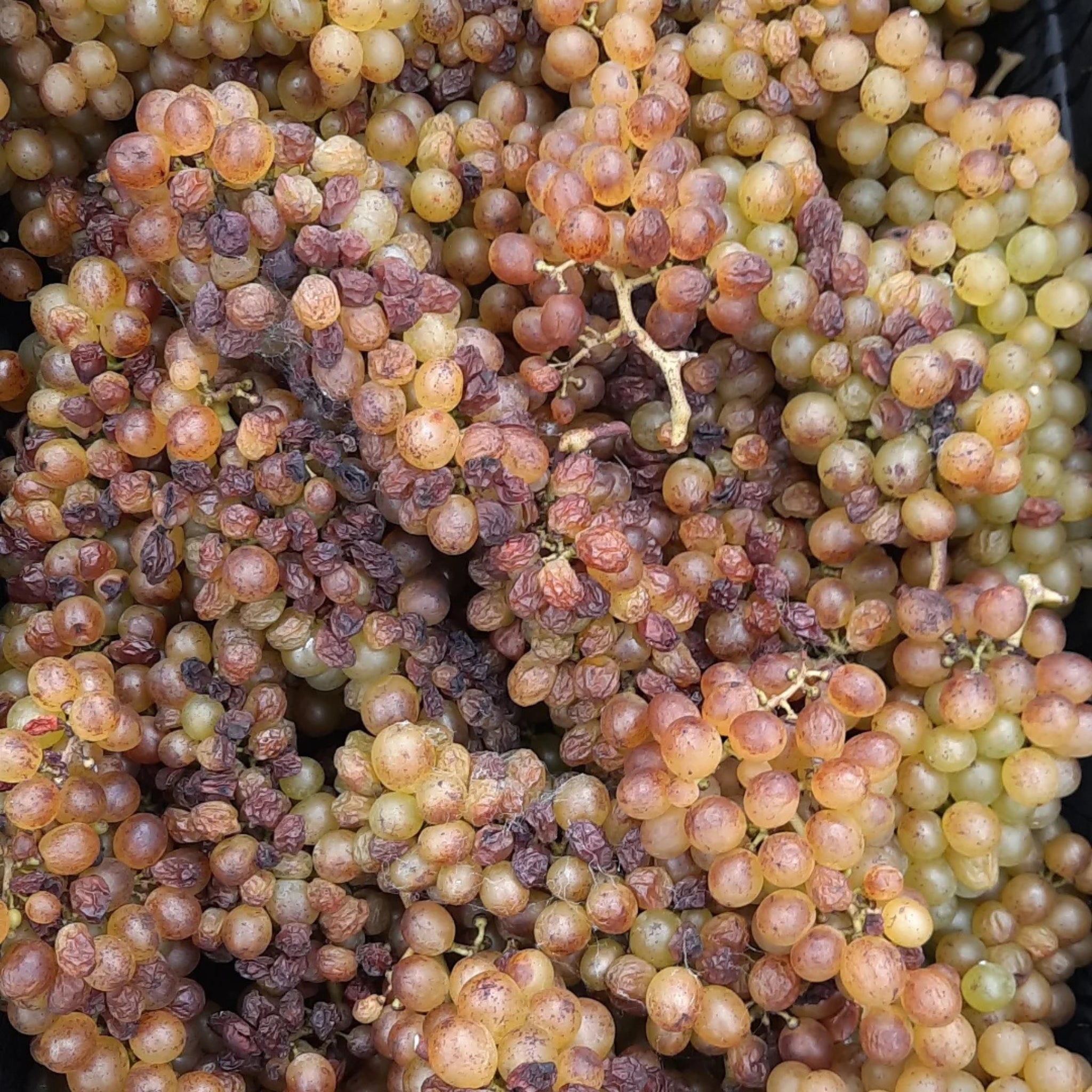Millton Opou Chardonnay 2023