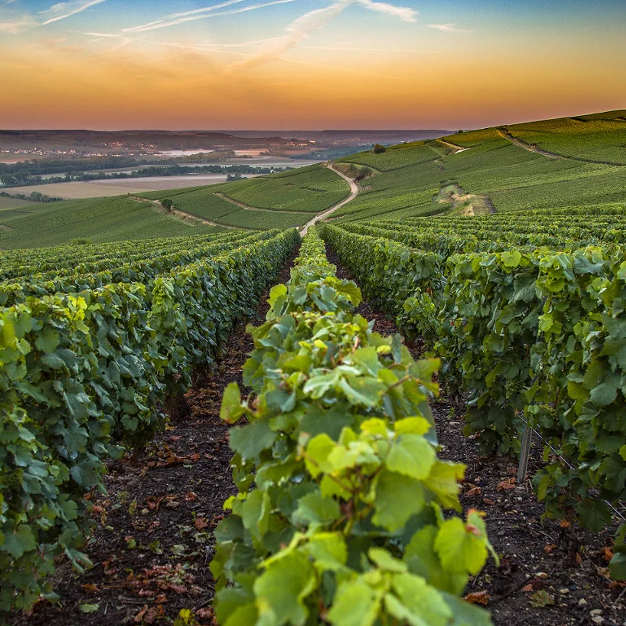 Philosophy | Heidsieck & Co