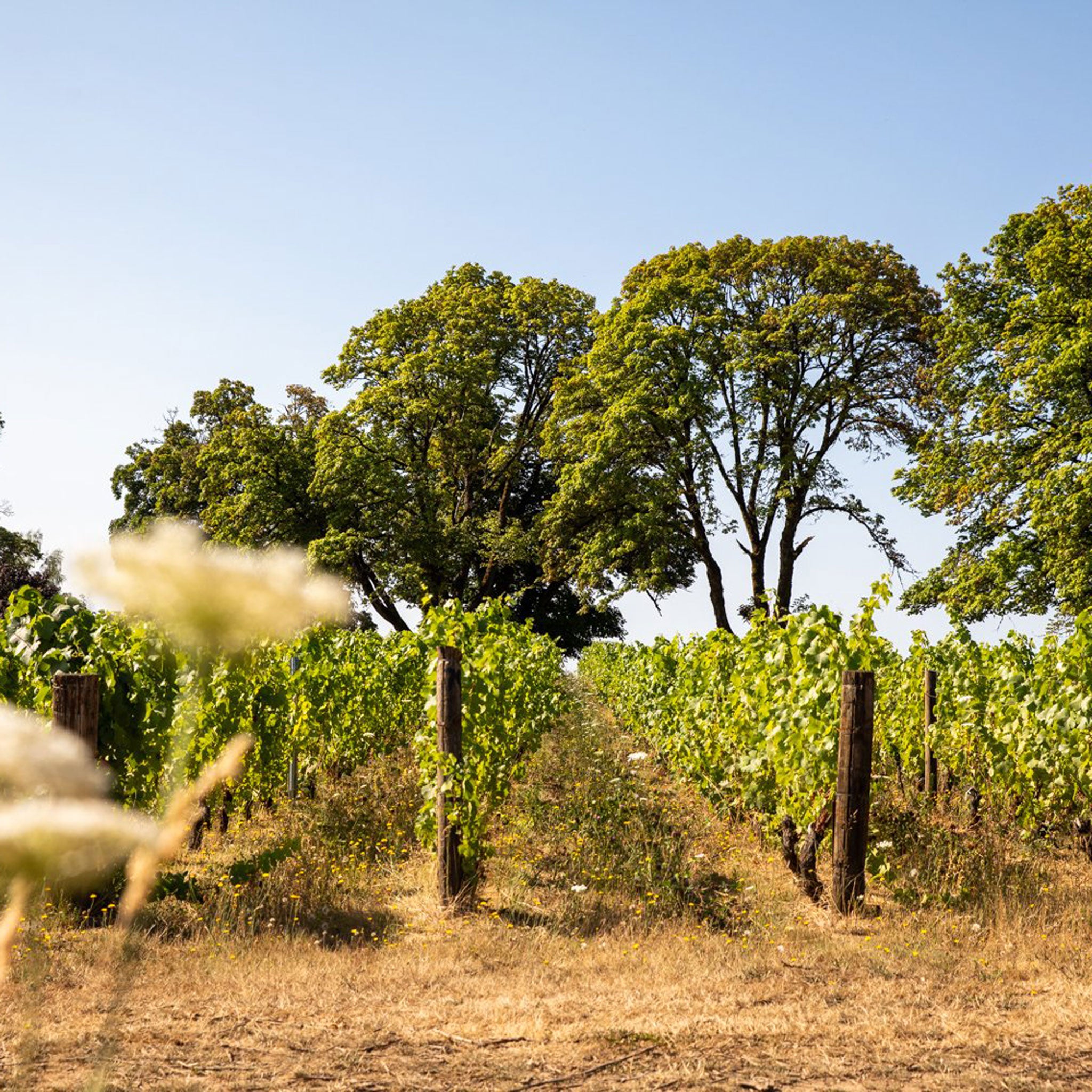 Montinore Estate Reserve Pinot Noir 2019